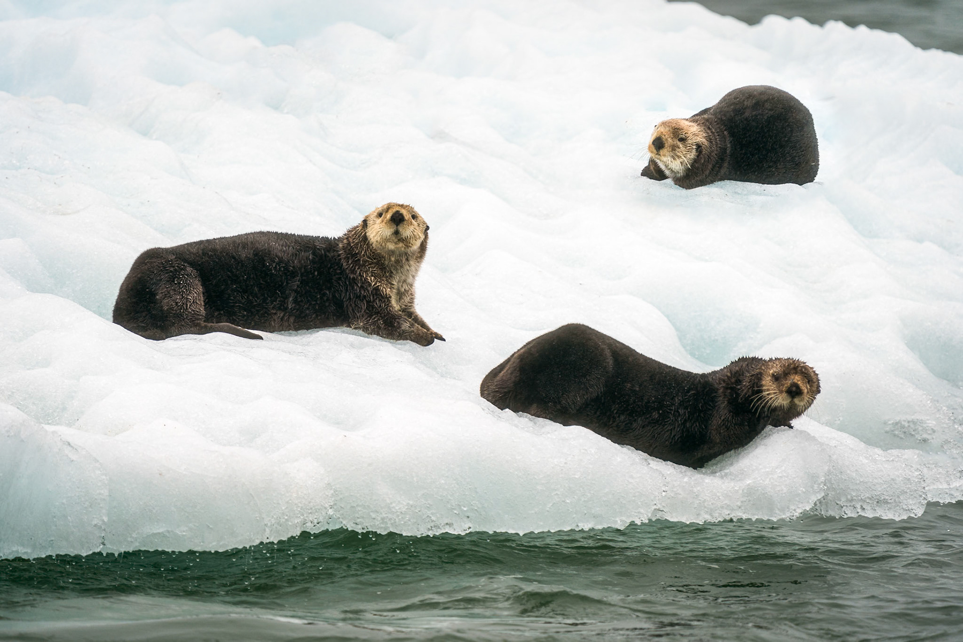 sea otter