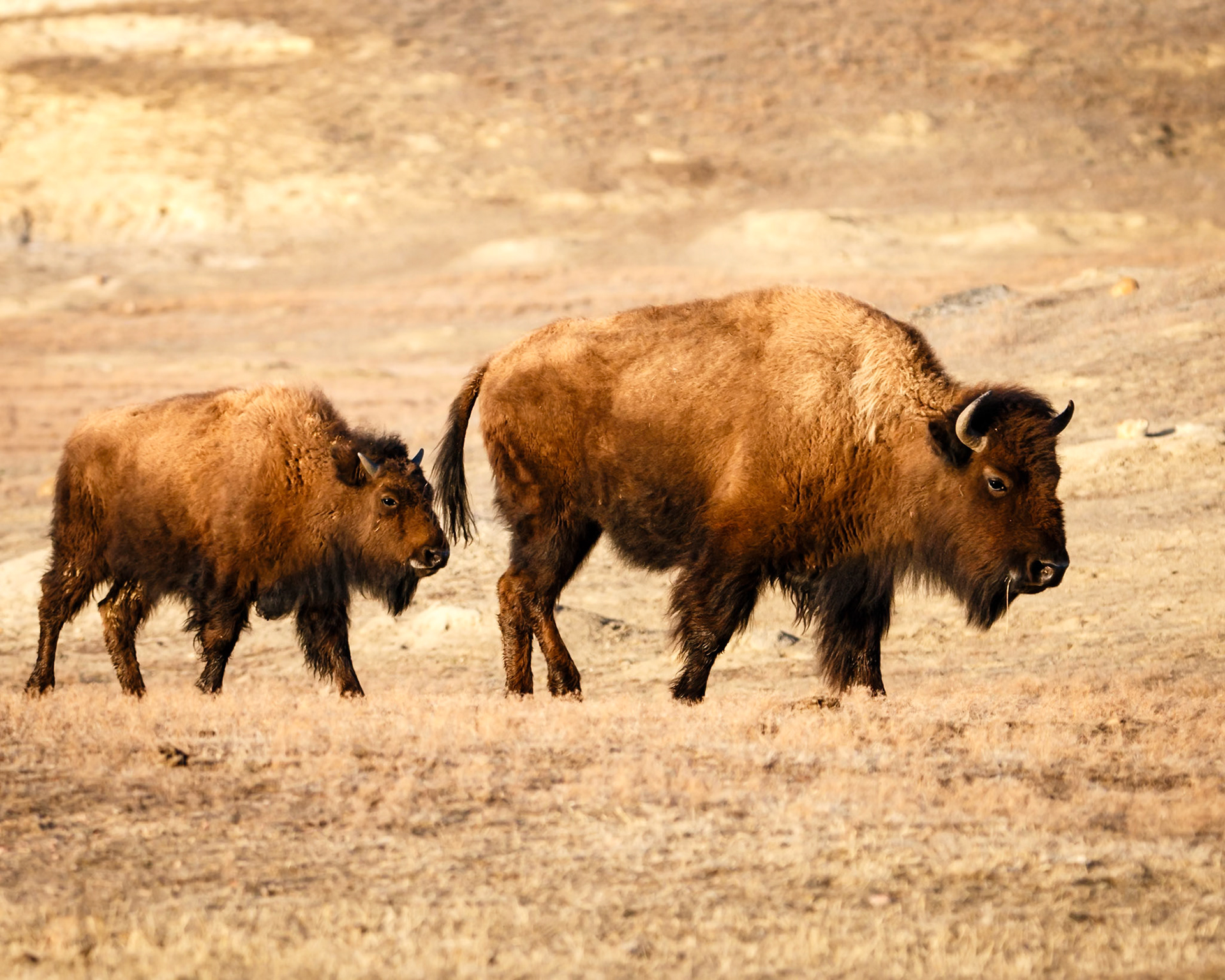 bison