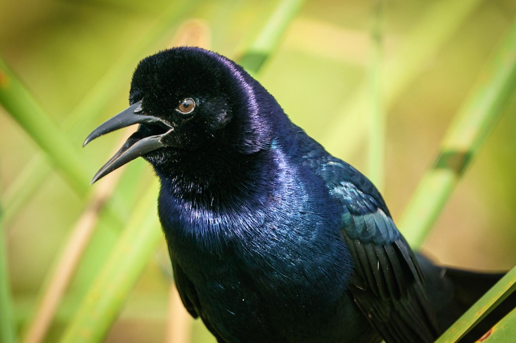 boat-tailed grackle