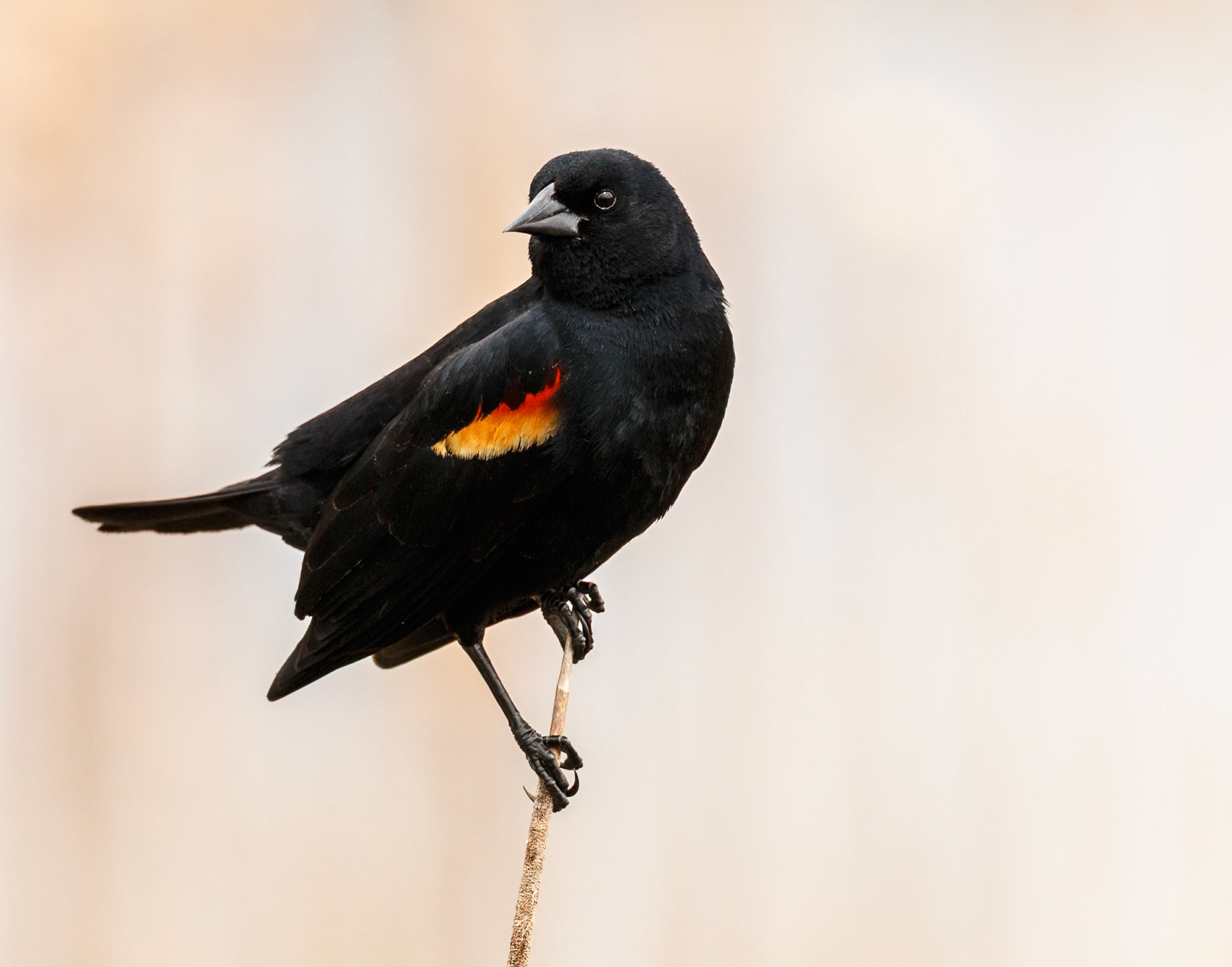 red-winged blackbird