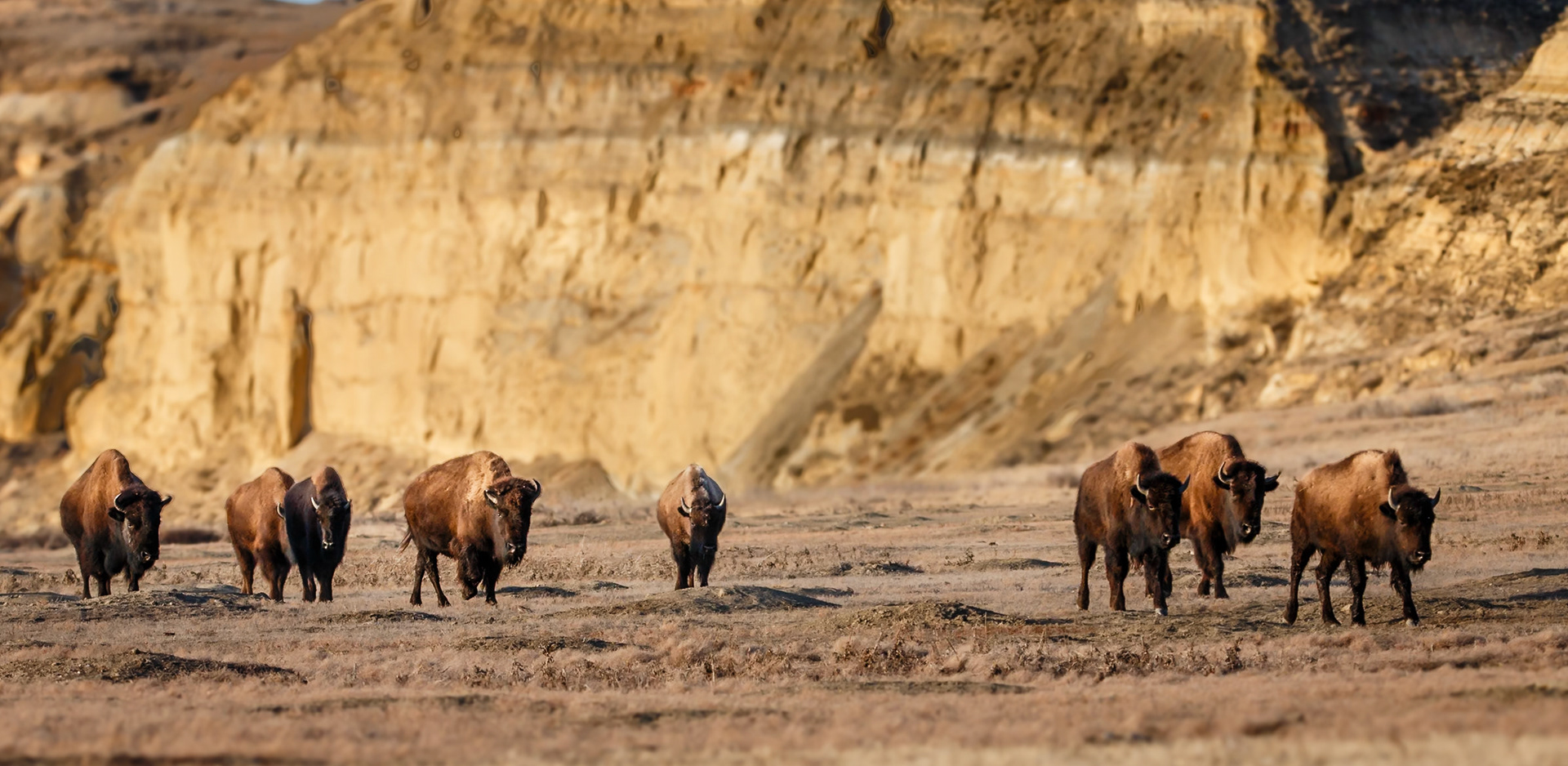 bison