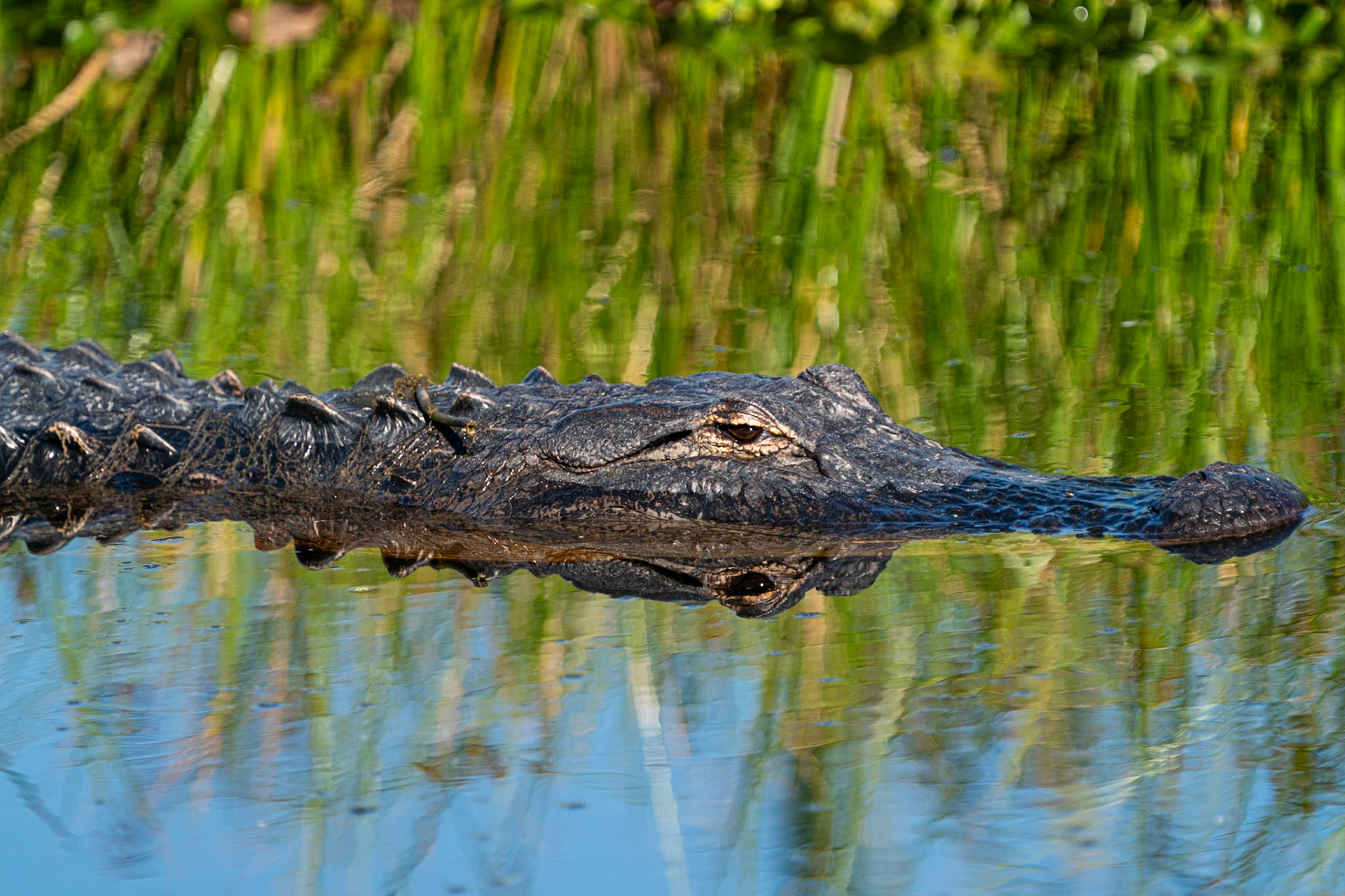 alligator
