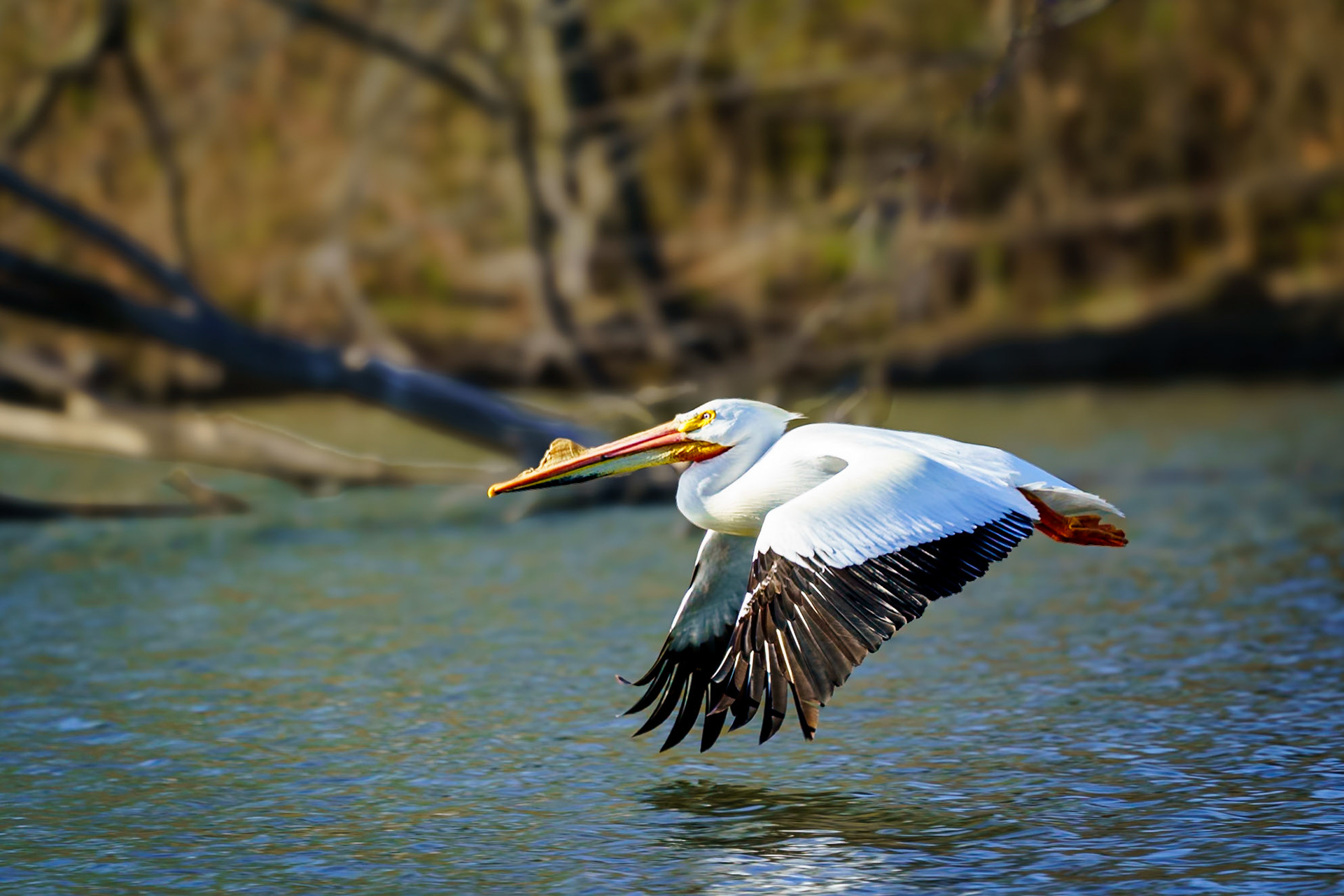 American white pelicans