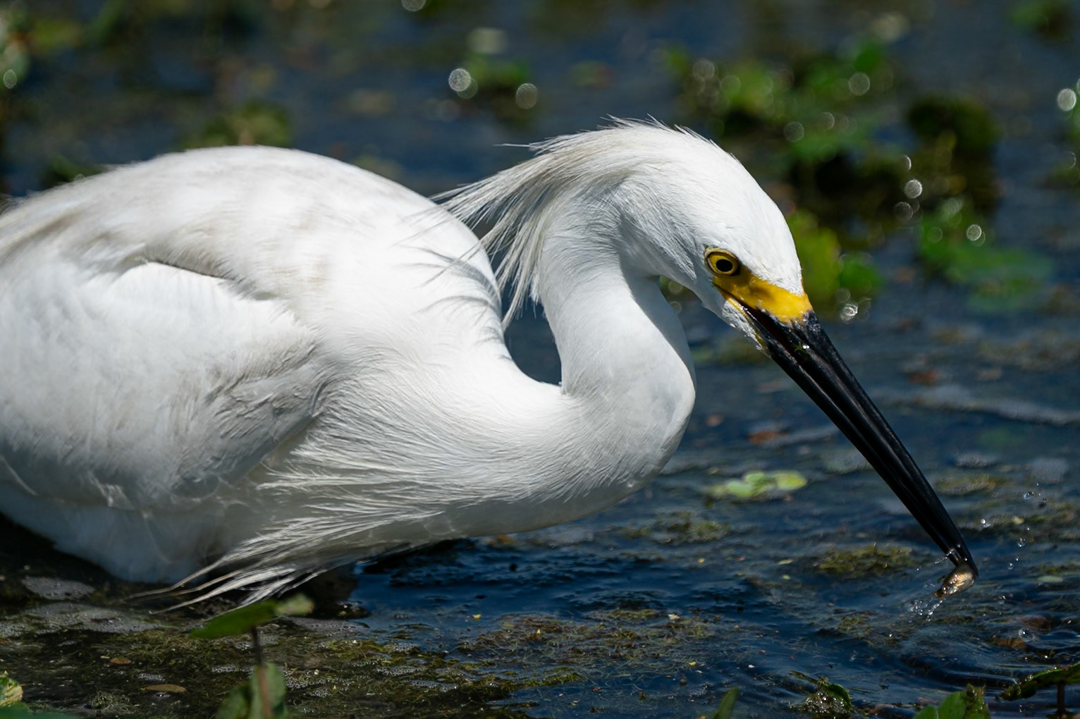 snowy egret