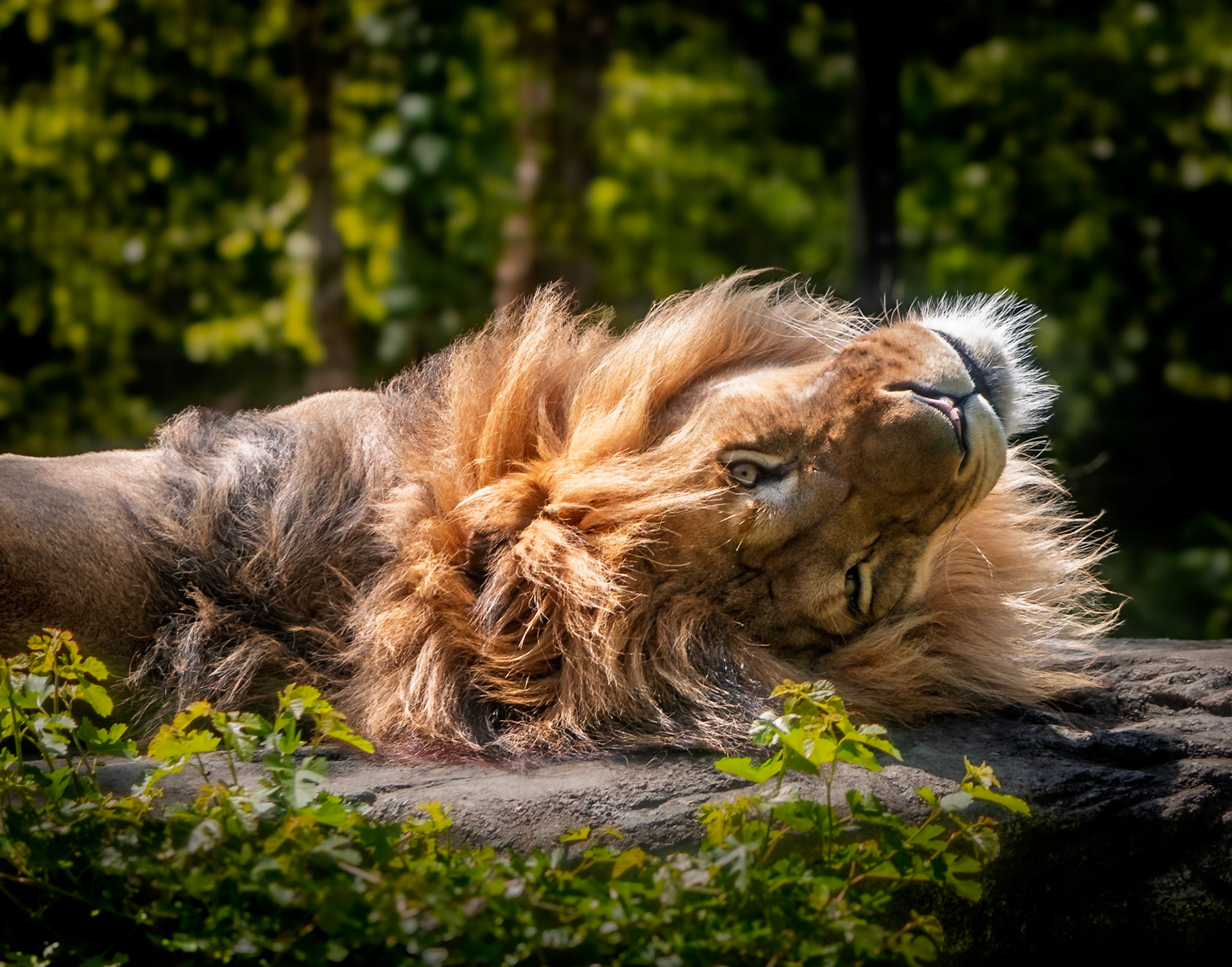 lion