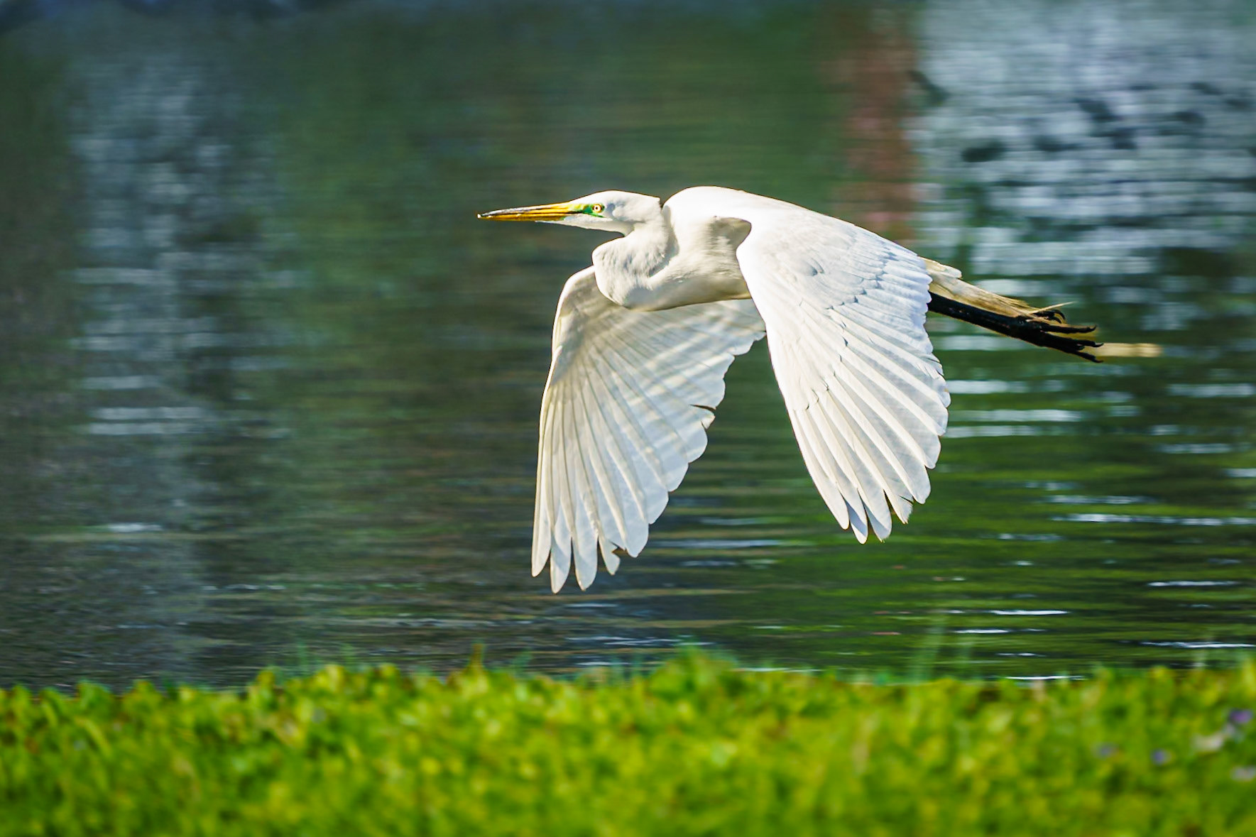 great egret