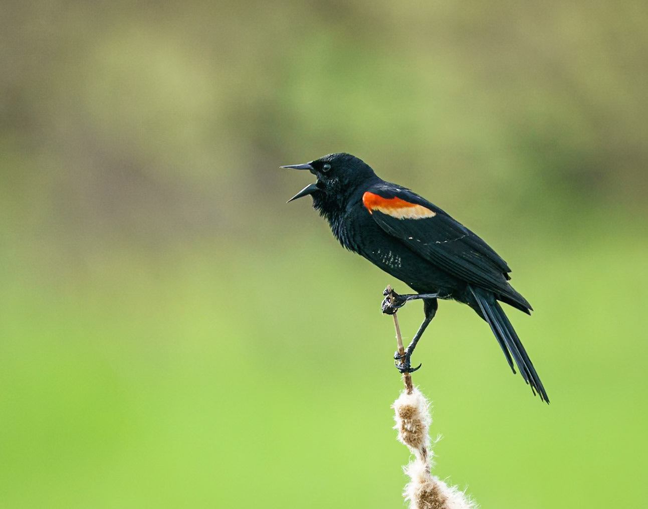 red-winged blackbird