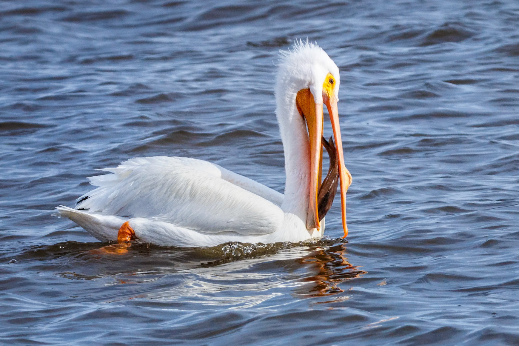 American white pelican