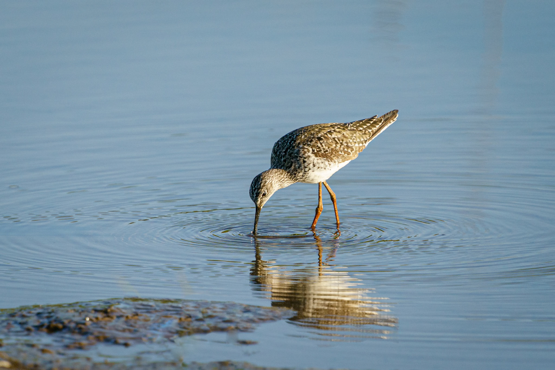 lesser yellowlegs