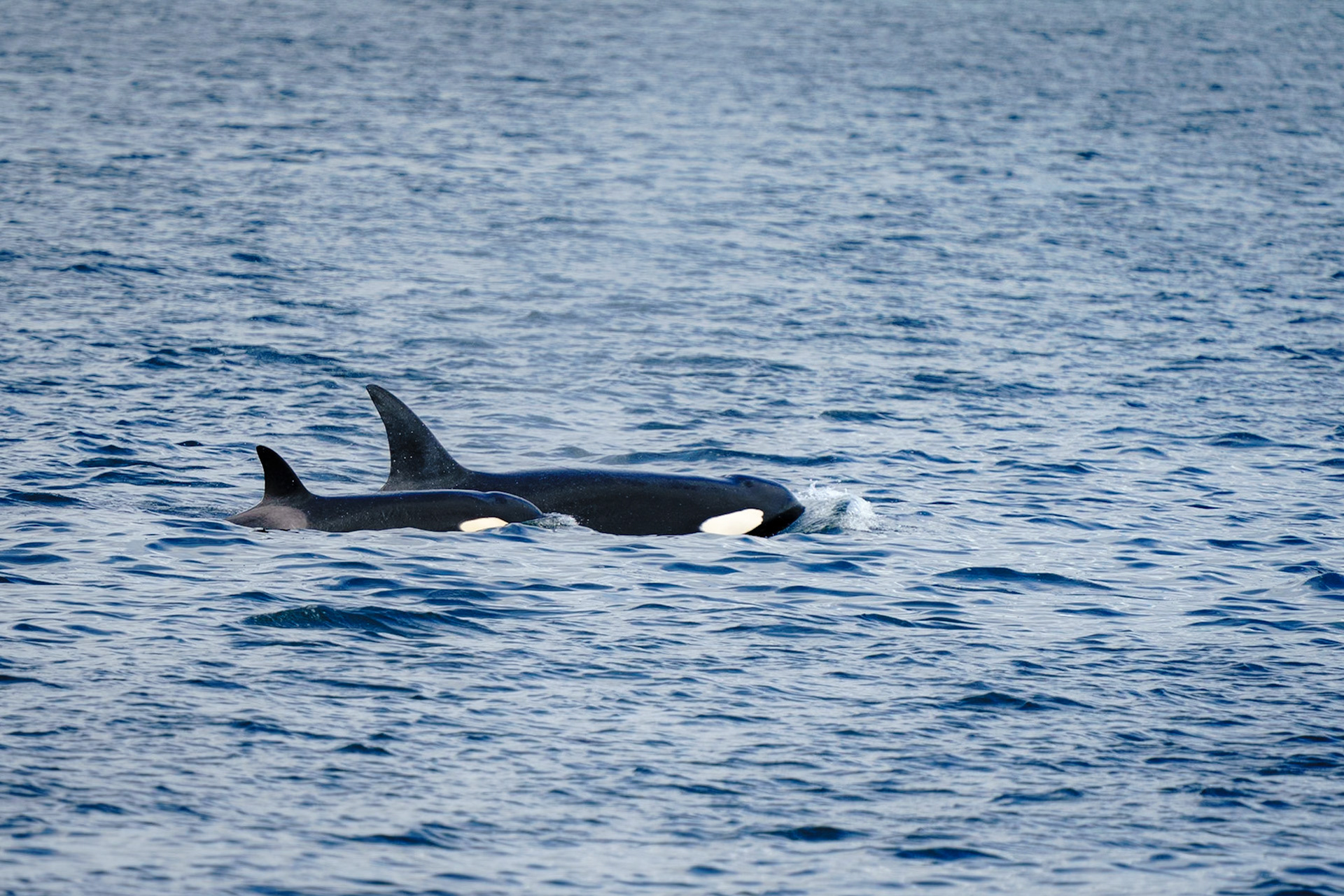 orca
