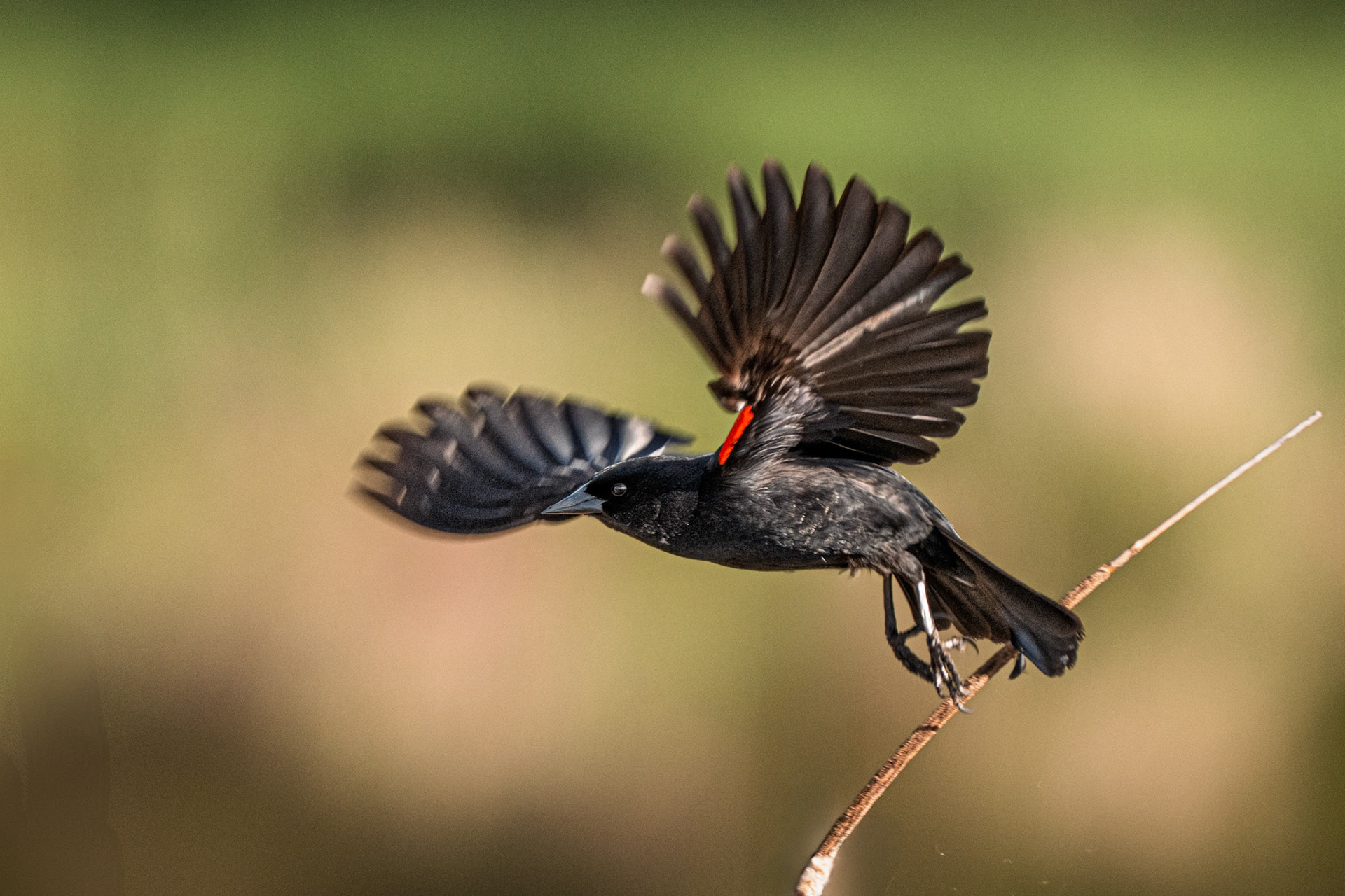 red-winged blackbird