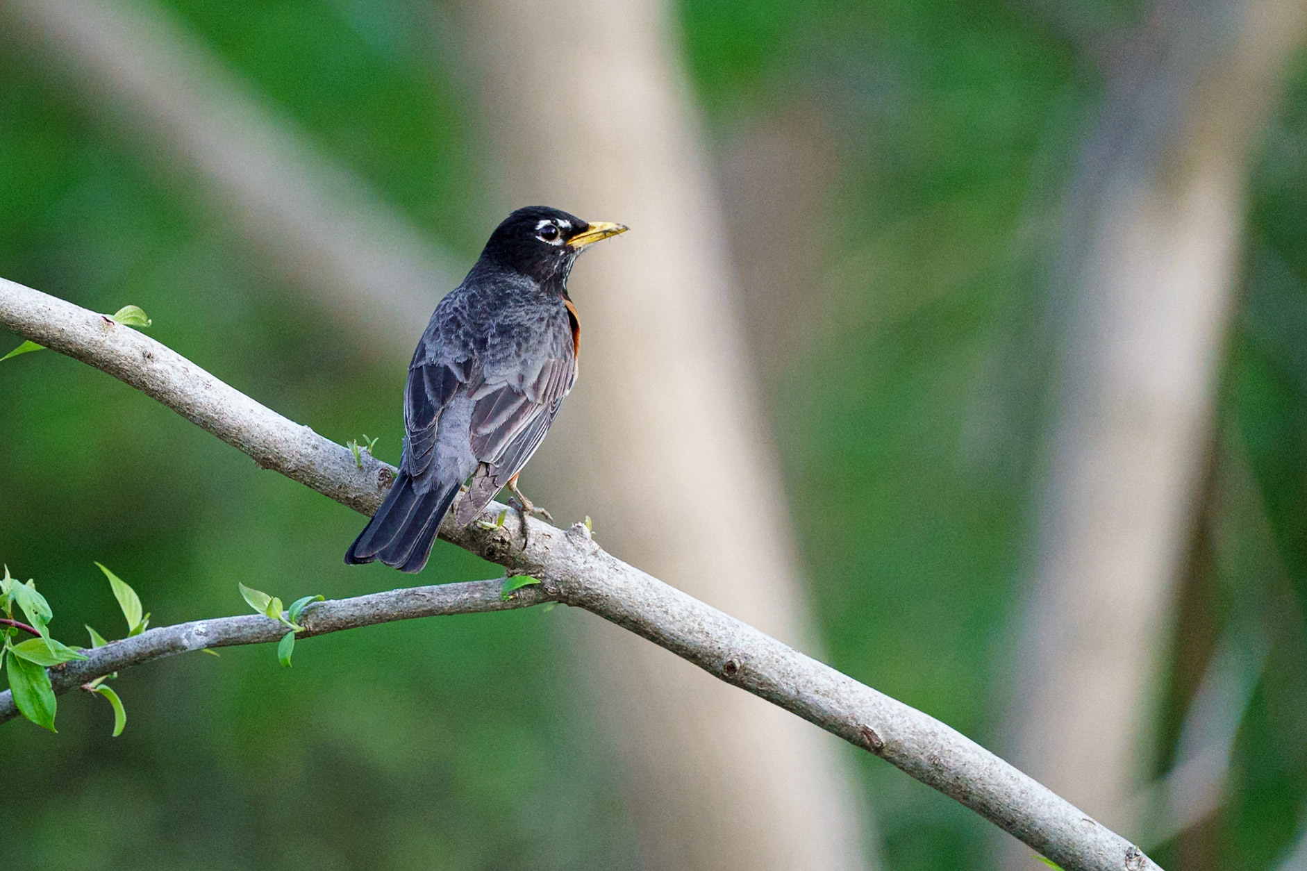 robin