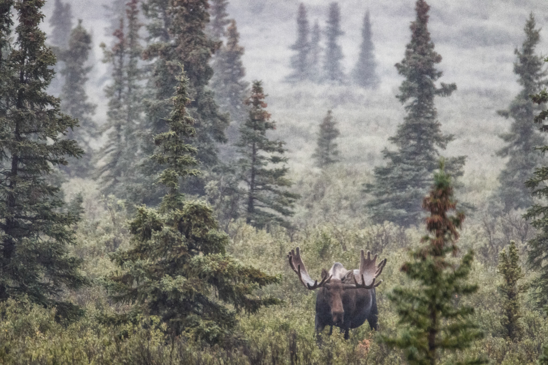 moose