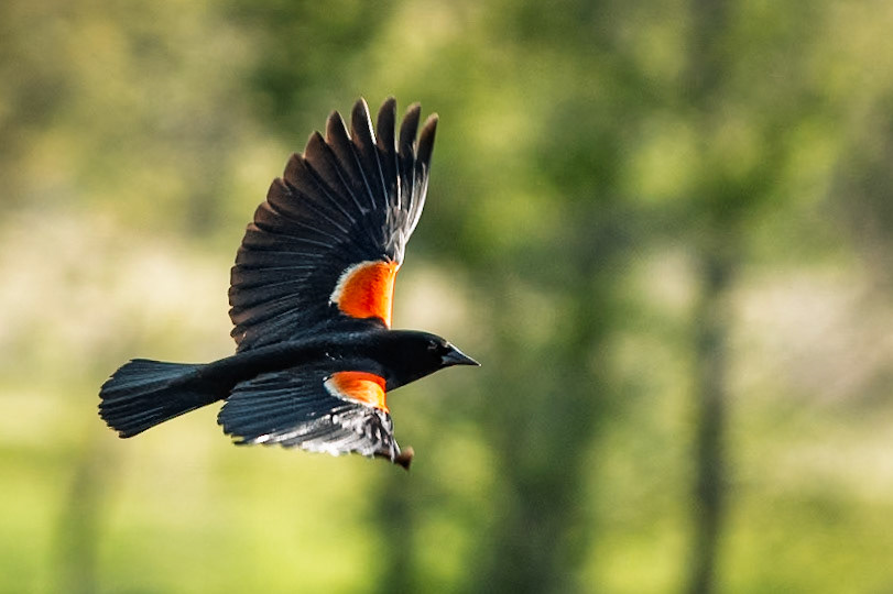 red-winged blackbird