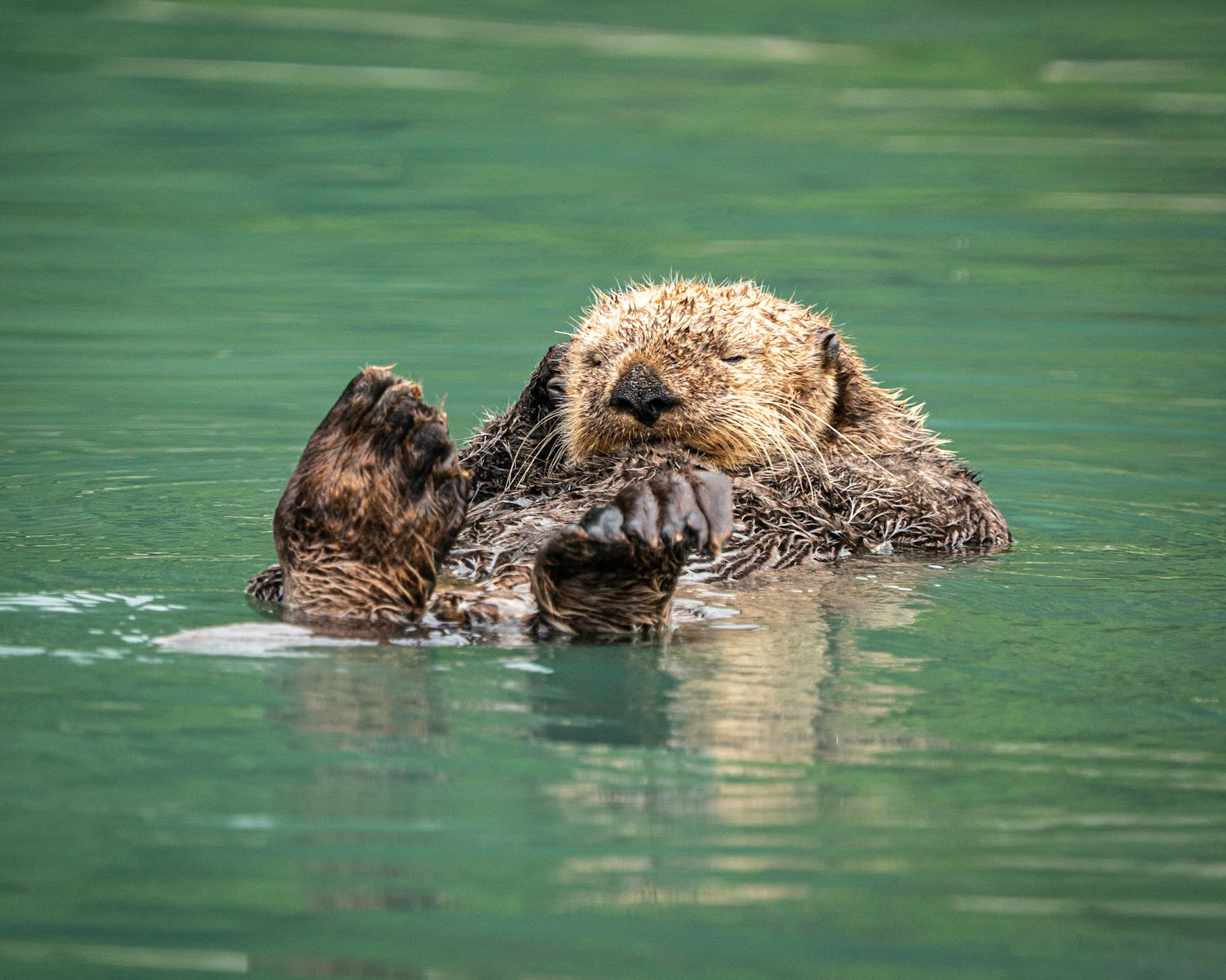 sea otter