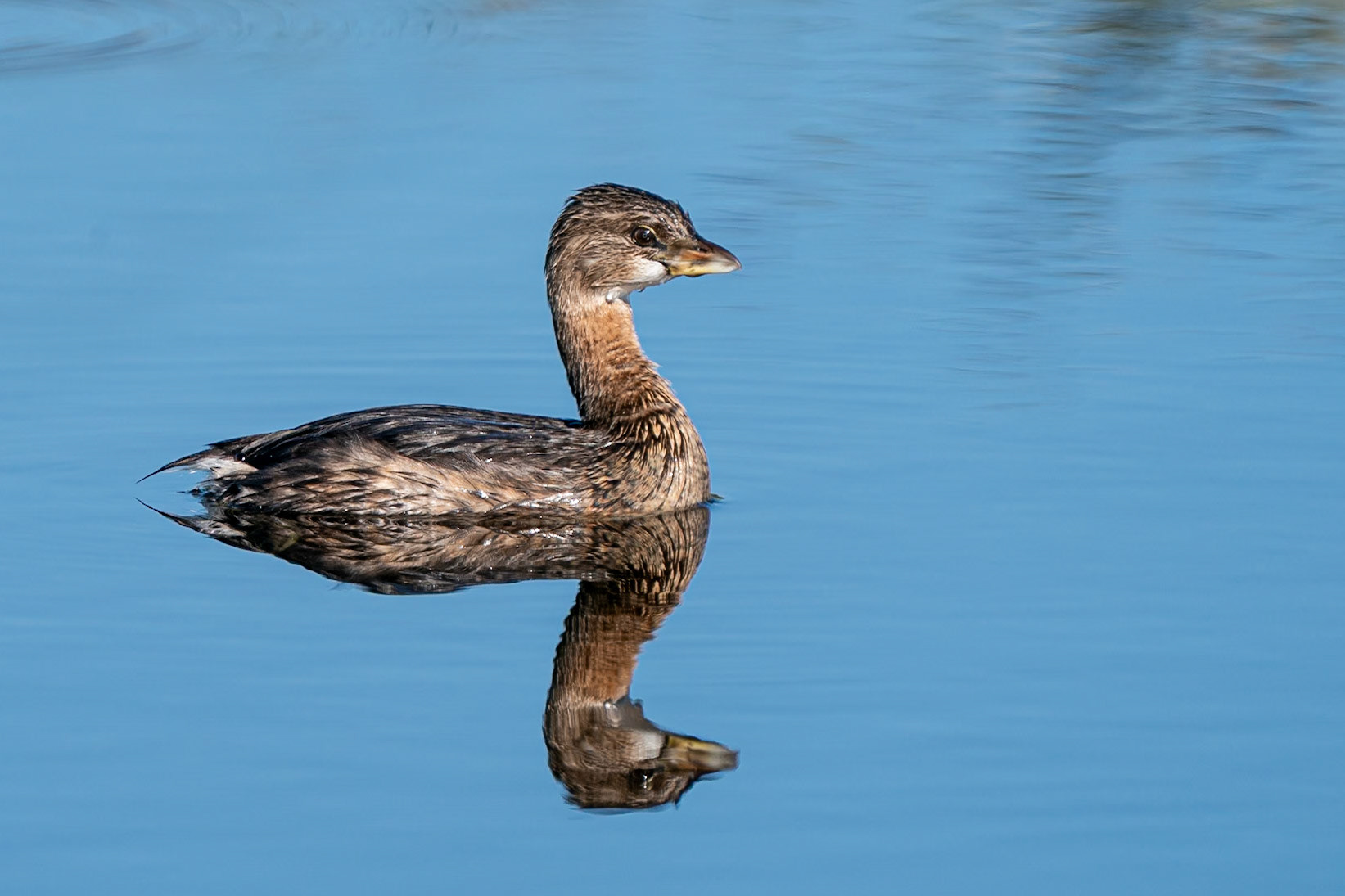 grebe