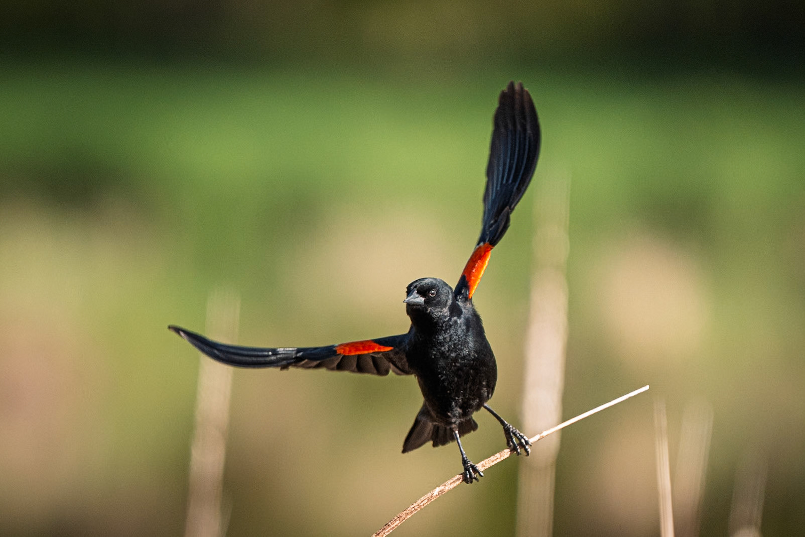 red-winged blackbird