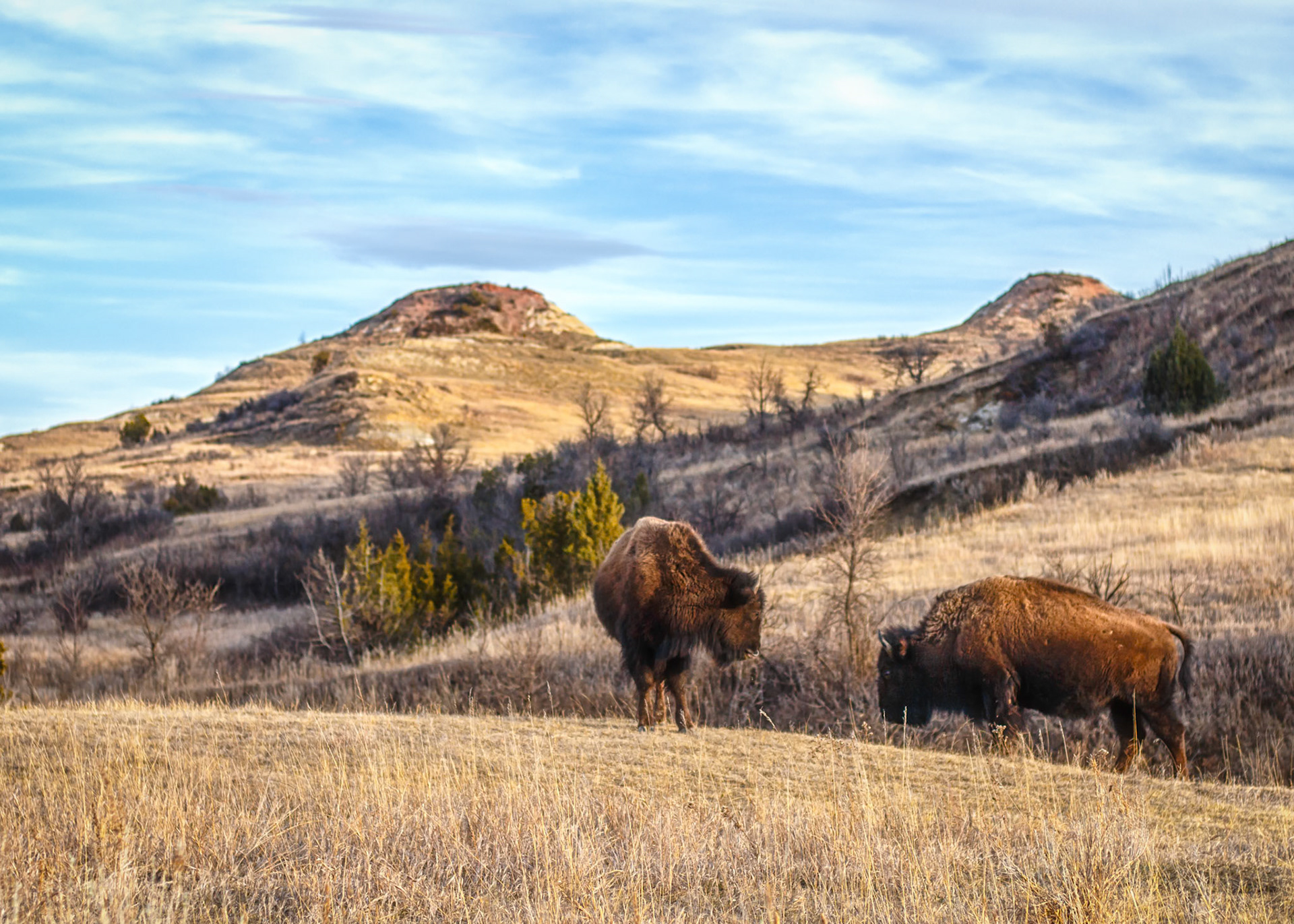 bison