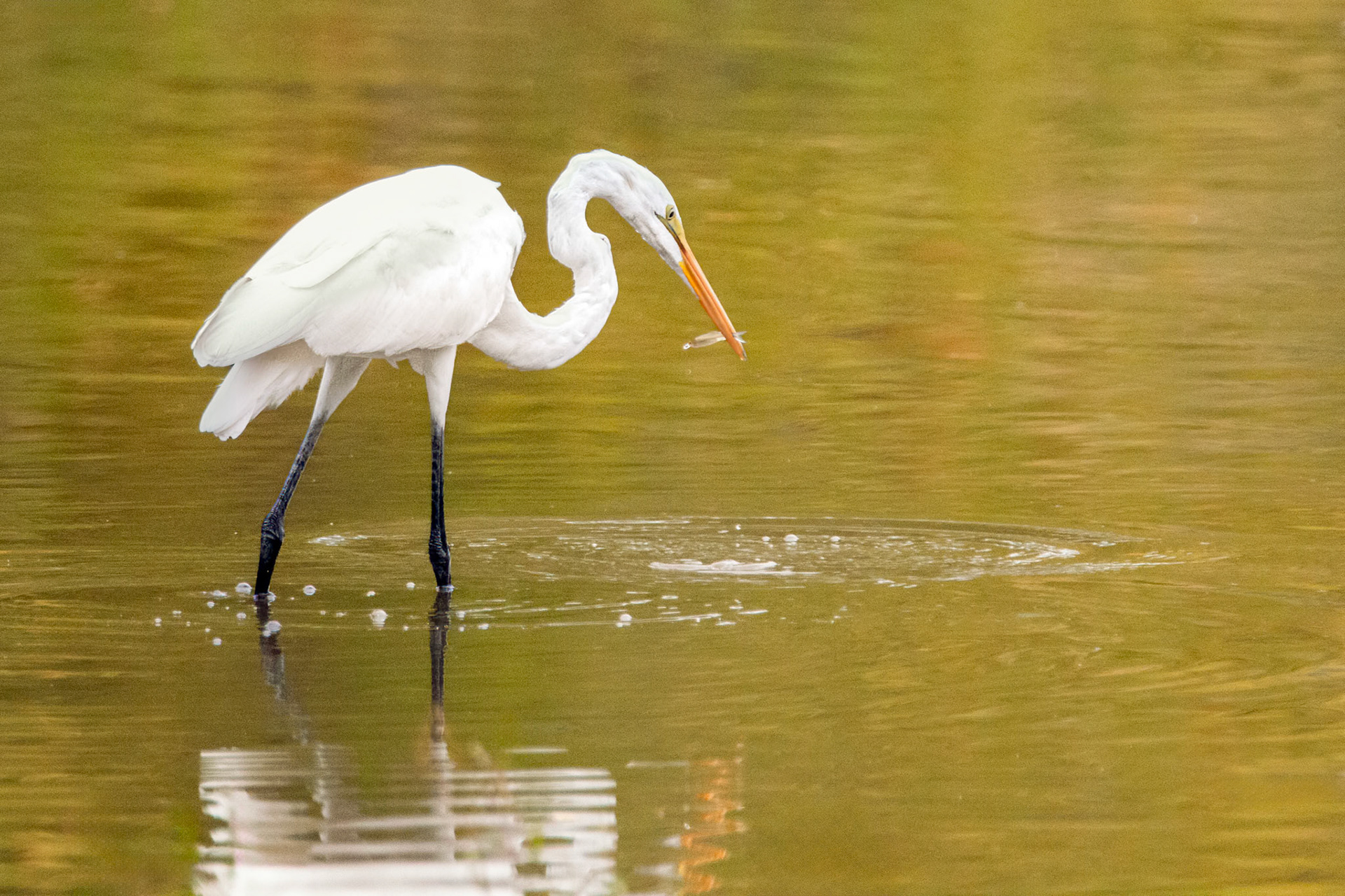 great egret