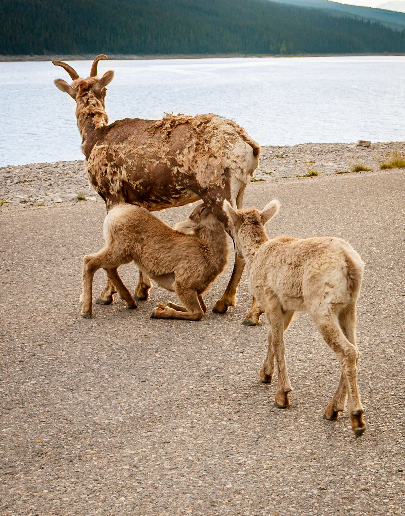 bighorn sheep
