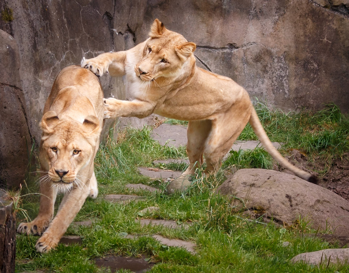 lion