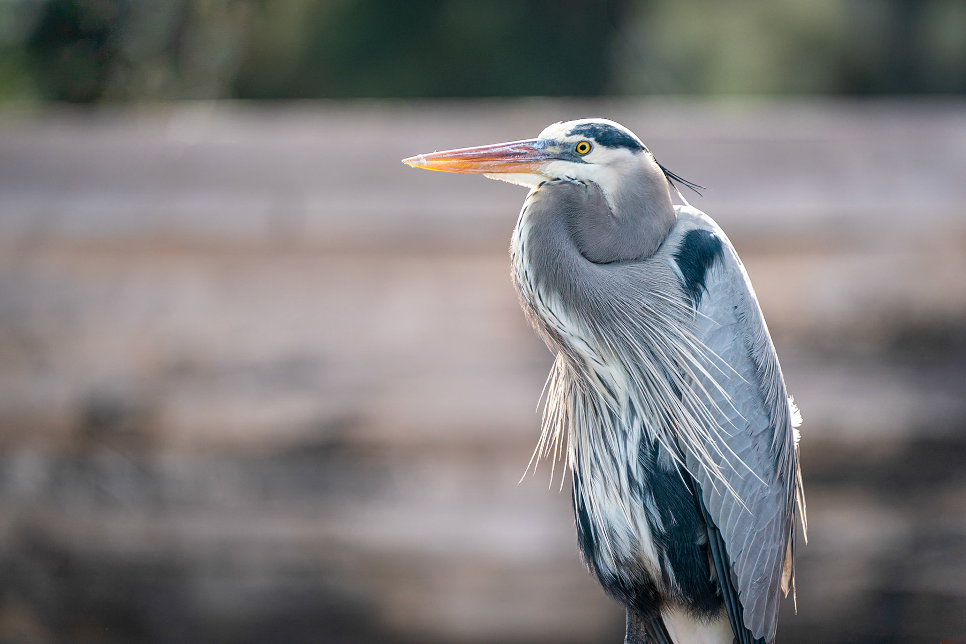 great blue heron
