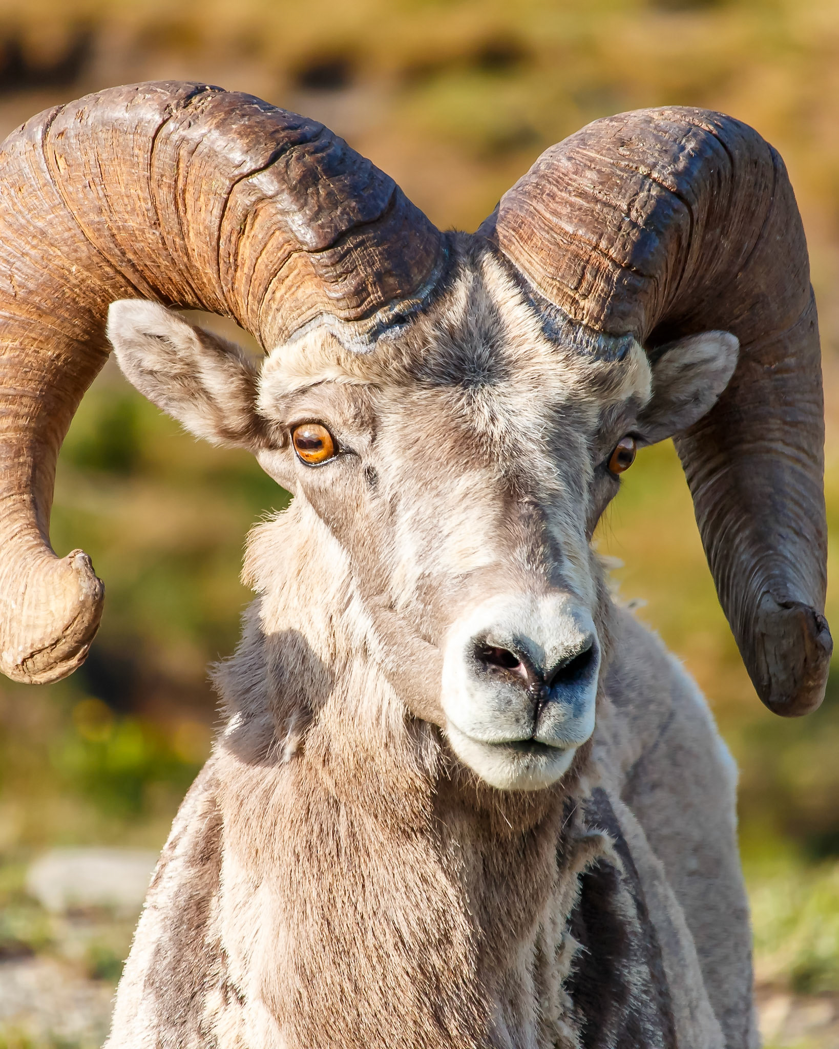bighorn sheep