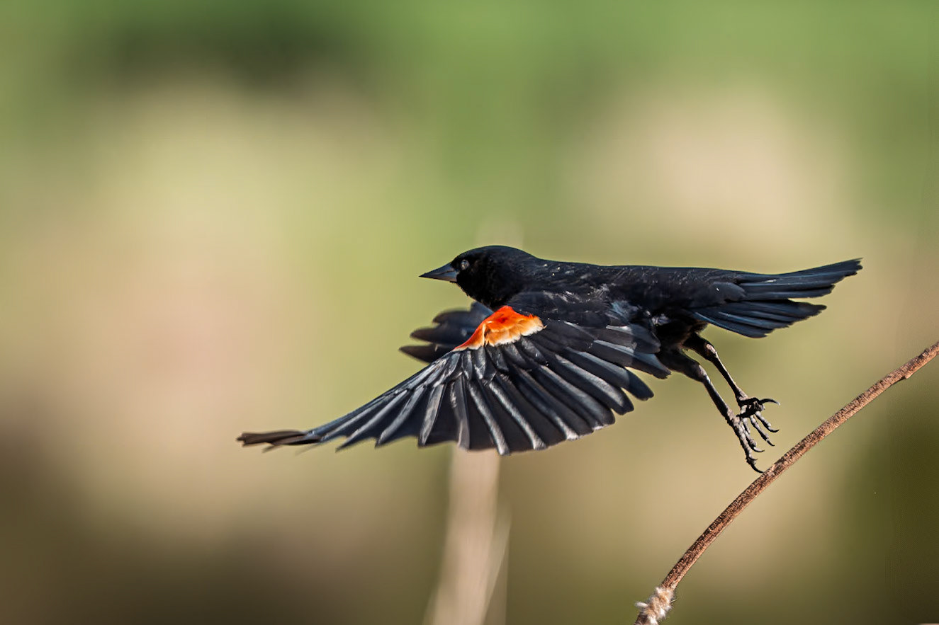 red-winged blackbird