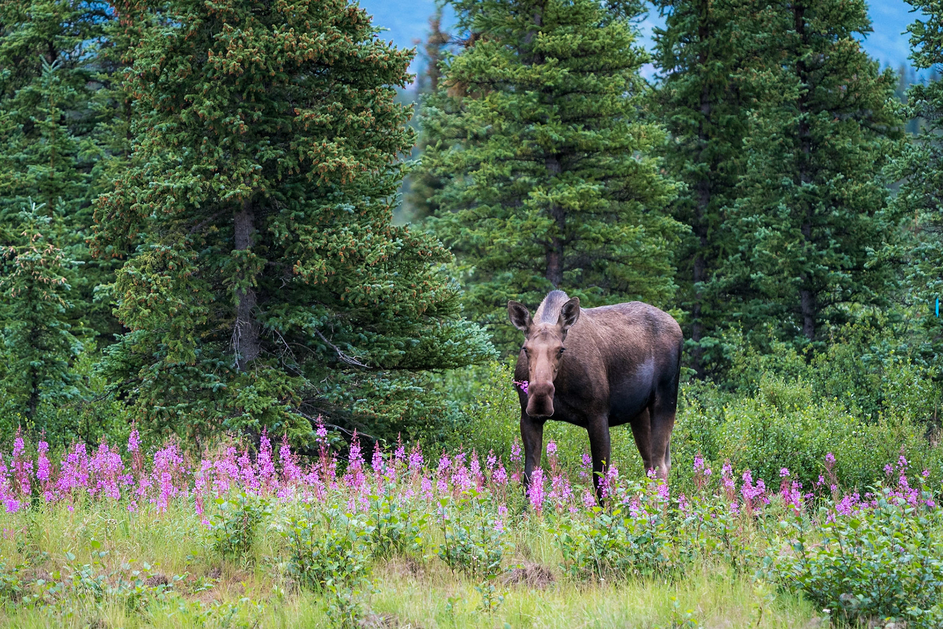 moose