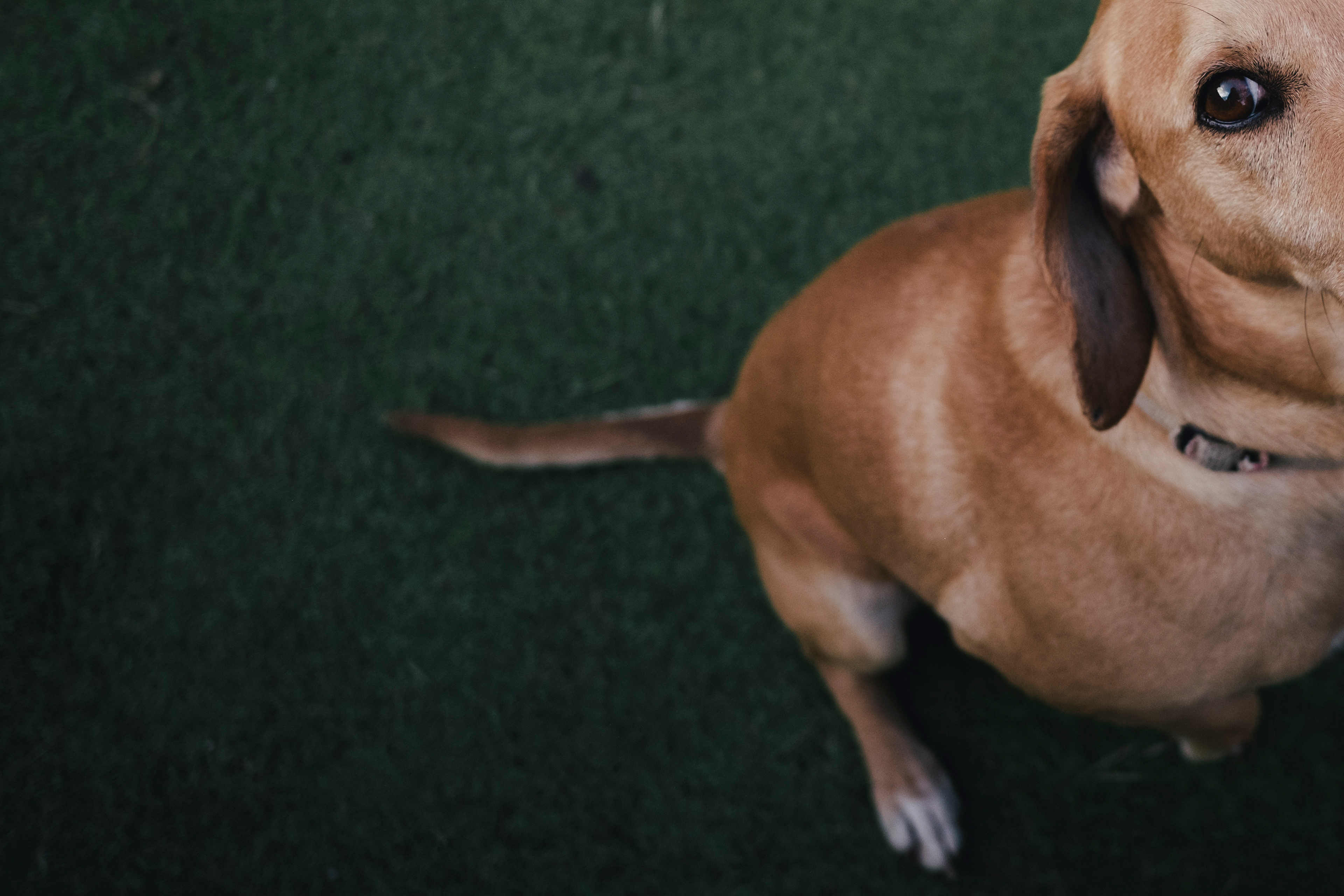 fotografo_brescia_famiglia_RossellaOrizio© - PETS