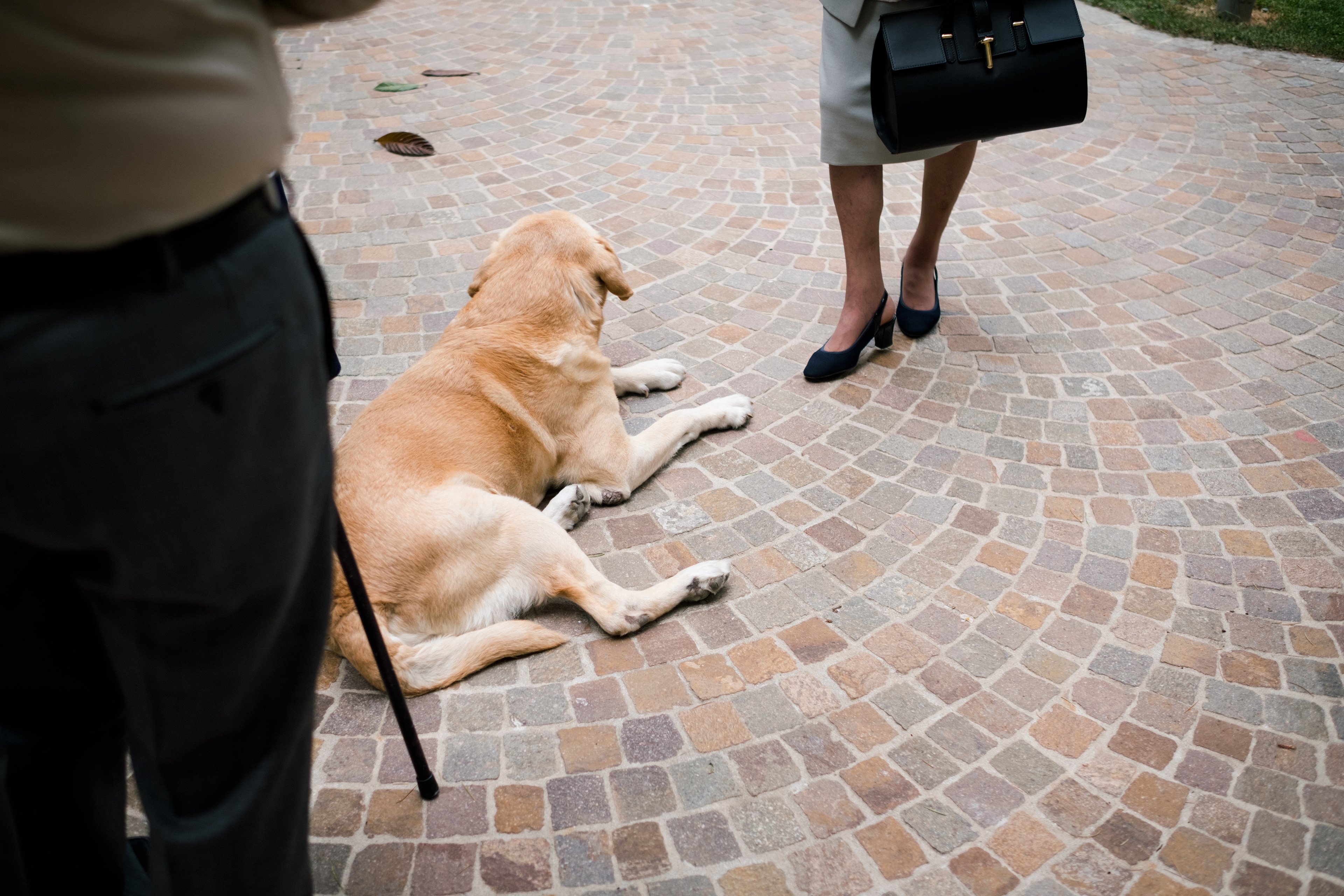 fotografo_brescia_famiglia_RossellaOrizio©- dettaglio PETS