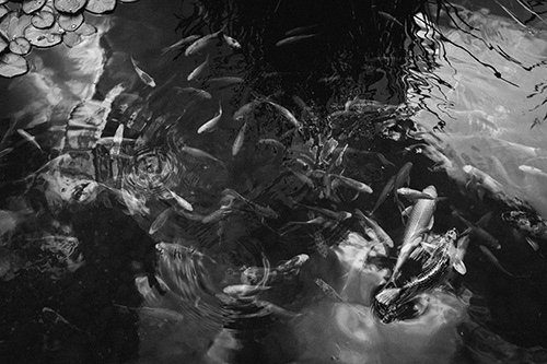 carpe - stampa fine art su carta Hahnemühle Baryta - size: 70x100 cm € 400,00     - postcard size/ 50,00 €