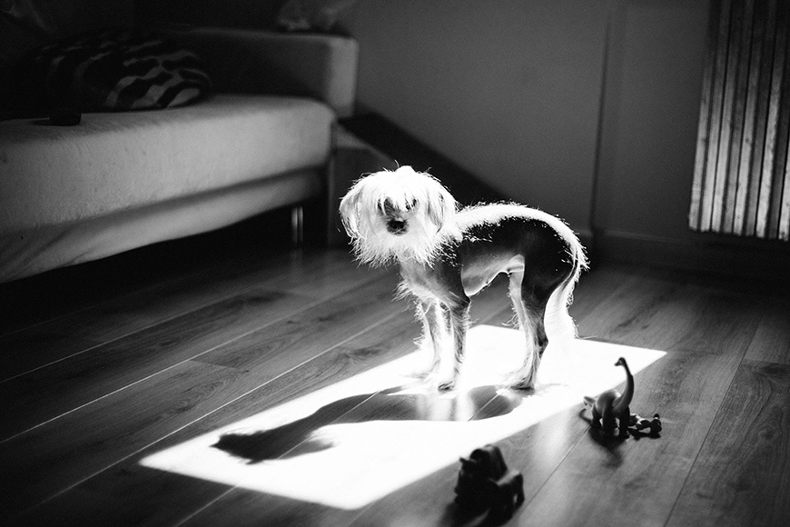 fotografo_brescia_famiglia_RossellaOrizio© - PETS