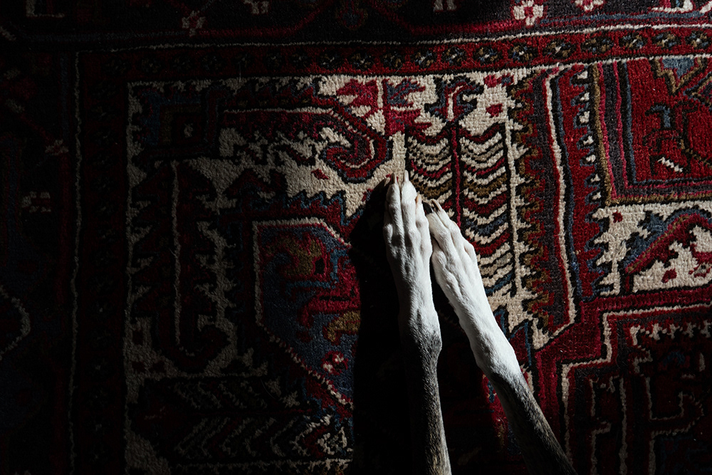 dettaglio tappezzeria - Rossella Orizio©