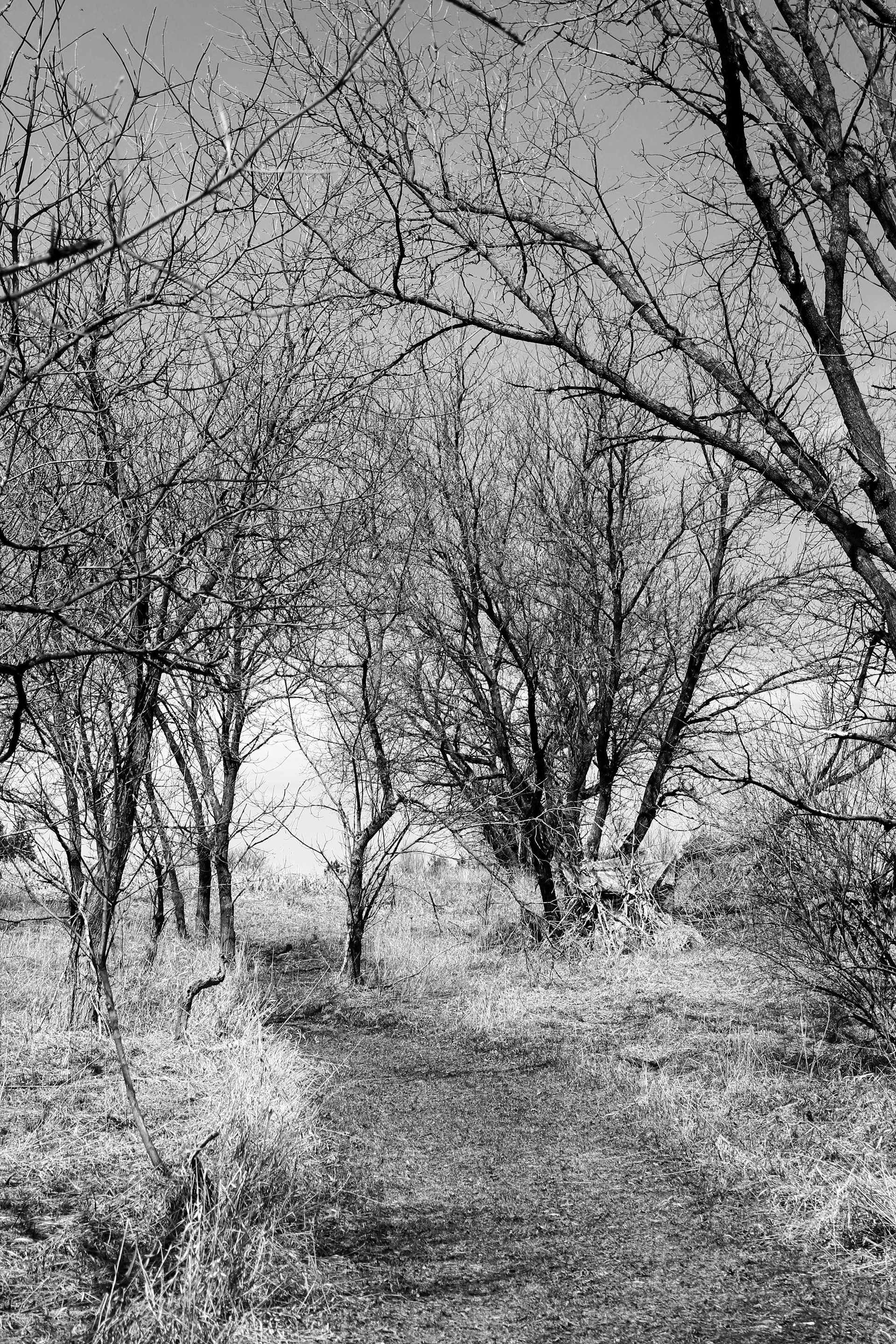 Digital Photograph, 2020