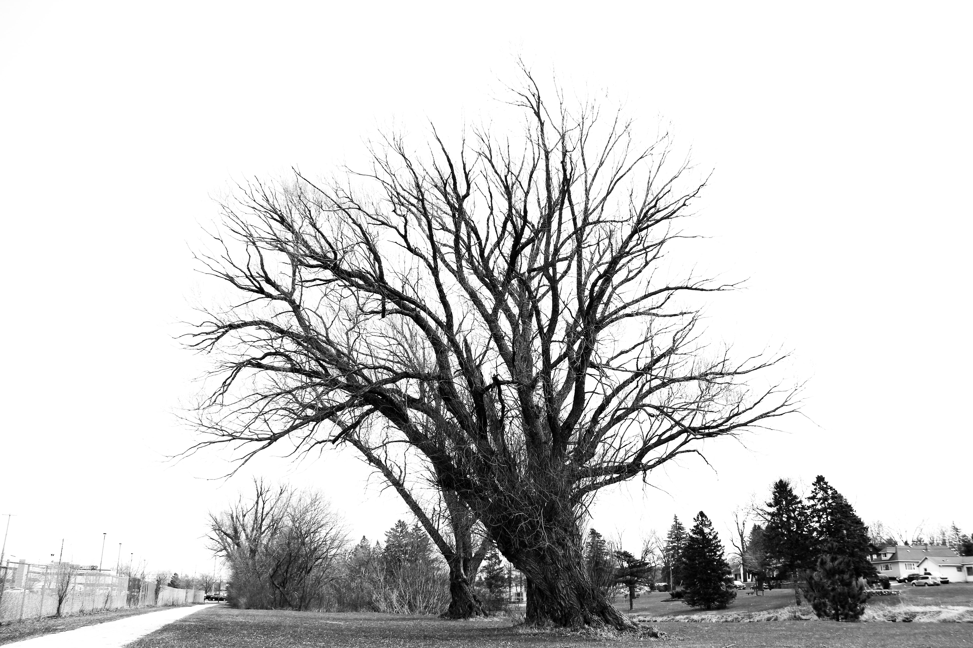 Digital Photograph, 2020