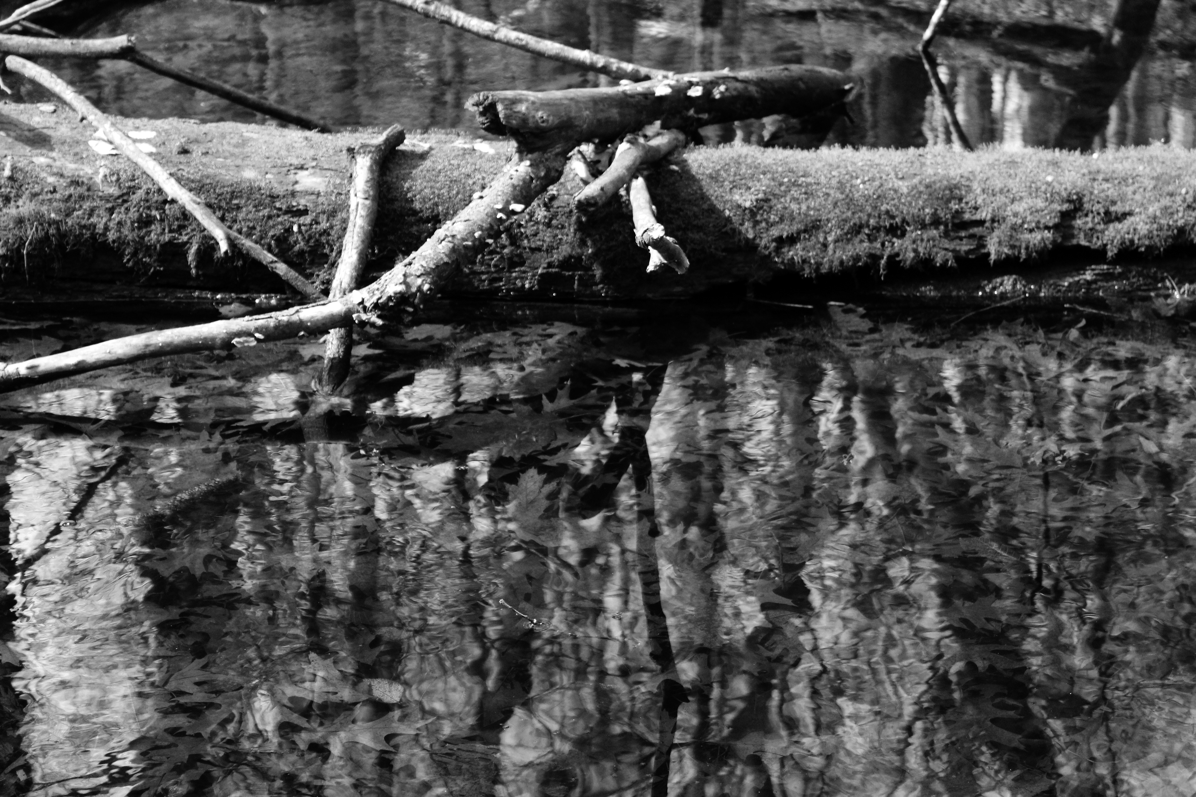 Digital Photograph, 2020