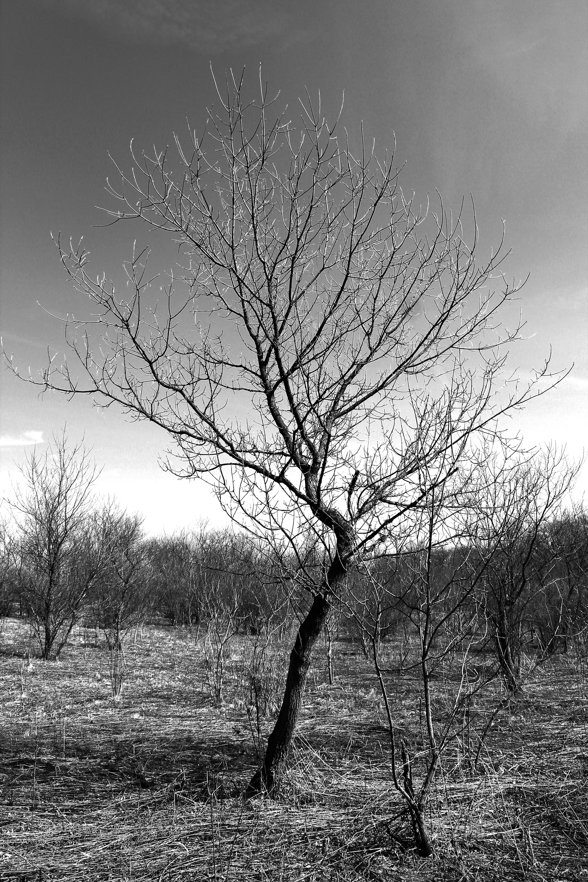 Digital Photograph, 2020