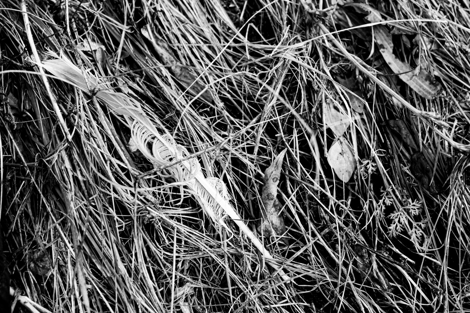 "Lost" (Digital Print, 2020)