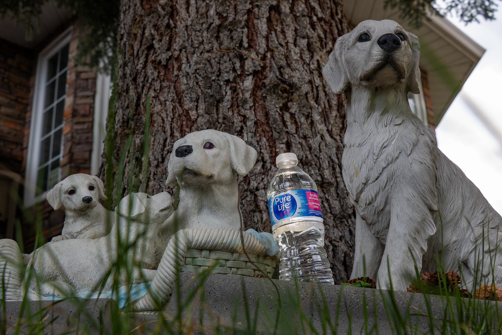 On Friday, May 10, 2024, a ‘Pure Life’ drinking water bottle, purchased on sale at Costco, became the subject of 36 creative photos taken around Calgary. (Photo by Armaan Khanna/SAIT)
