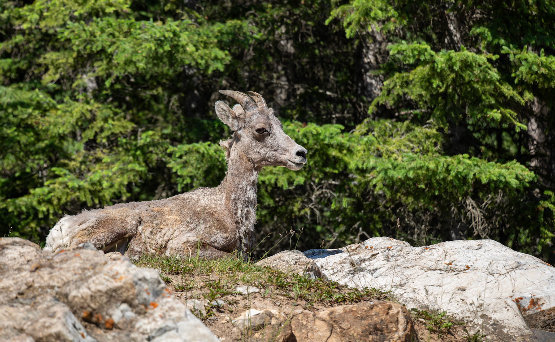 A mountain goat spotted at Lake Minnewanka Drive on Tuesday (July 9). ARMAAN KHANNA RMO PHOTO