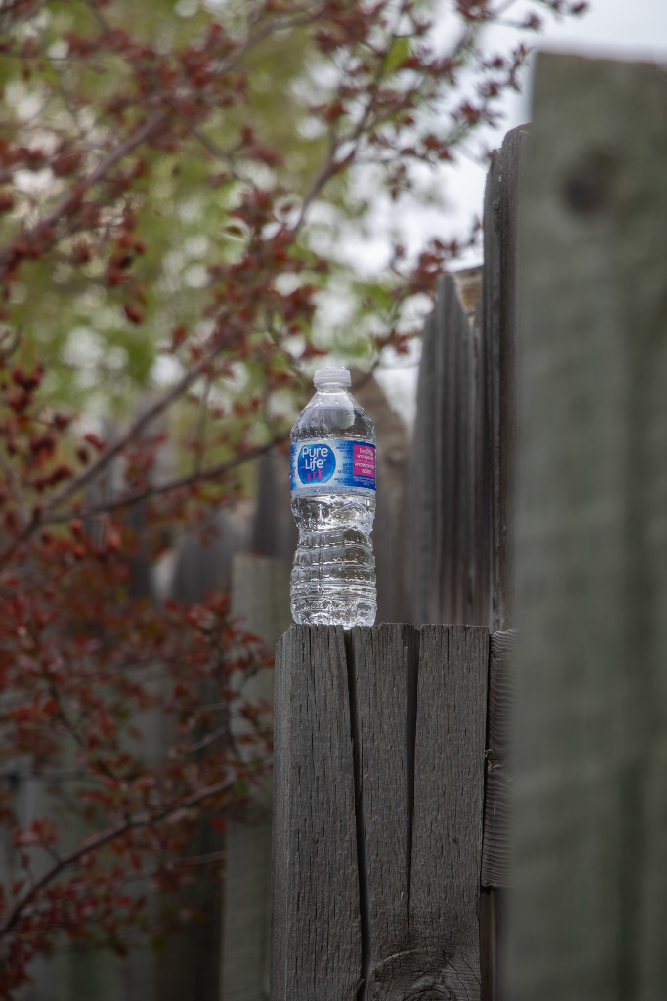 On Friday, May 10, 2024, a ‘Pure Life’ drinking water bottle, purchased on sale at Costco, became the subject of 36 creative photos taken around Calgary. (Photo by Armaan Khanna/SAIT)