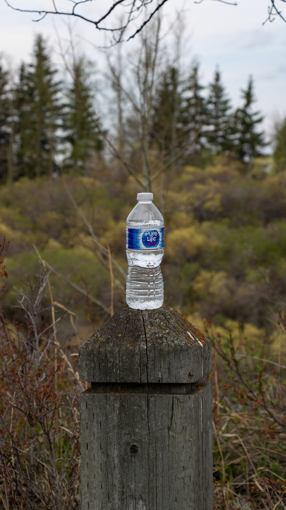 On Friday, May 10, 2024, a ‘Pure Life’ drinking water bottle, purchased on sale at Costco, became the subject of 36 creative photos taken around Calgary. (Photo by Armaan Khanna/SAIT)