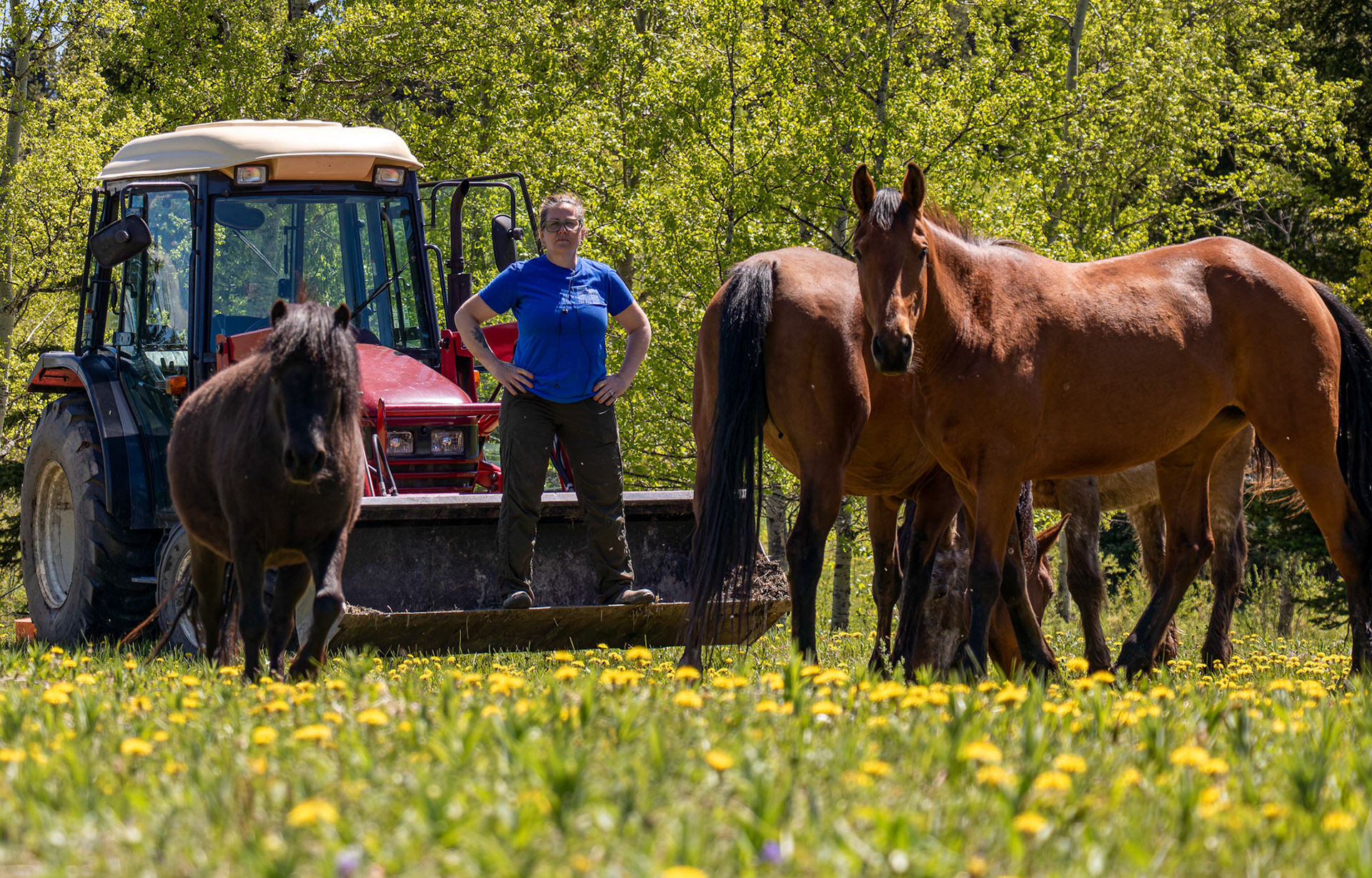 Nicole Phillips, a paramedic, poses with her rescued horses on her farm near Priddis Greens, Foothills County, Alberta, on a sunny Monday afternoon, June 10, 2024. Nicole graduated from SAIT in 2006 with a degree in Paramedics and now works 48-hour shifts driving an ambulance in Macleod, Calgary. She bought her 20-acre farm and tractor two years ago and manages it mostly on her own. Located near Bragg Creek, her farm is home to goats, pigs, chickens, cows, and horses, all rescued from dire situations. Nicole’s horses were once starving and destined for the food and leather industries. Proudly calling herself a "bleeding heart," she has even delivered goat babies by following YouTube tutorials. (Photo by Armaan Khanna/SAIT)