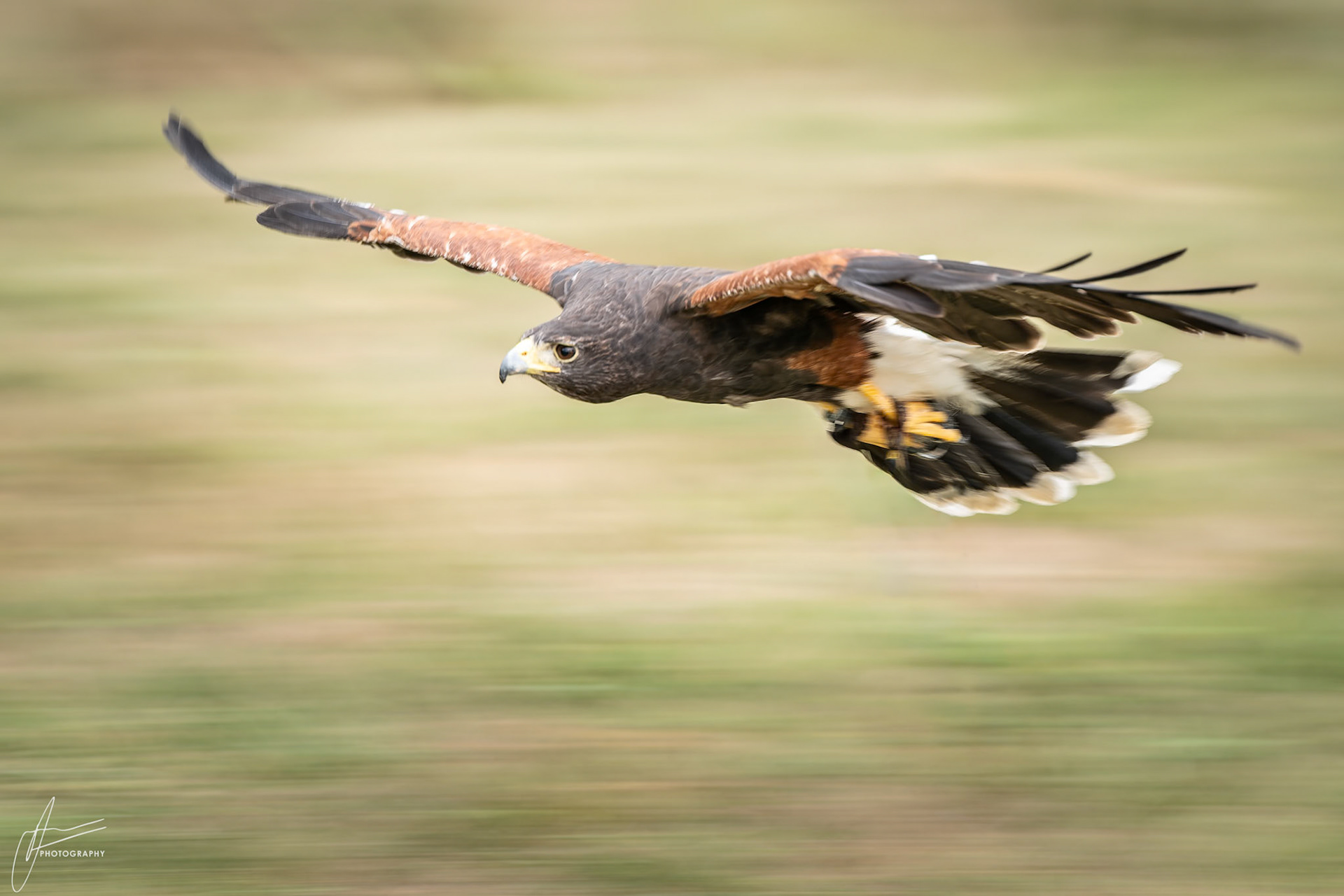 Harris Hawk