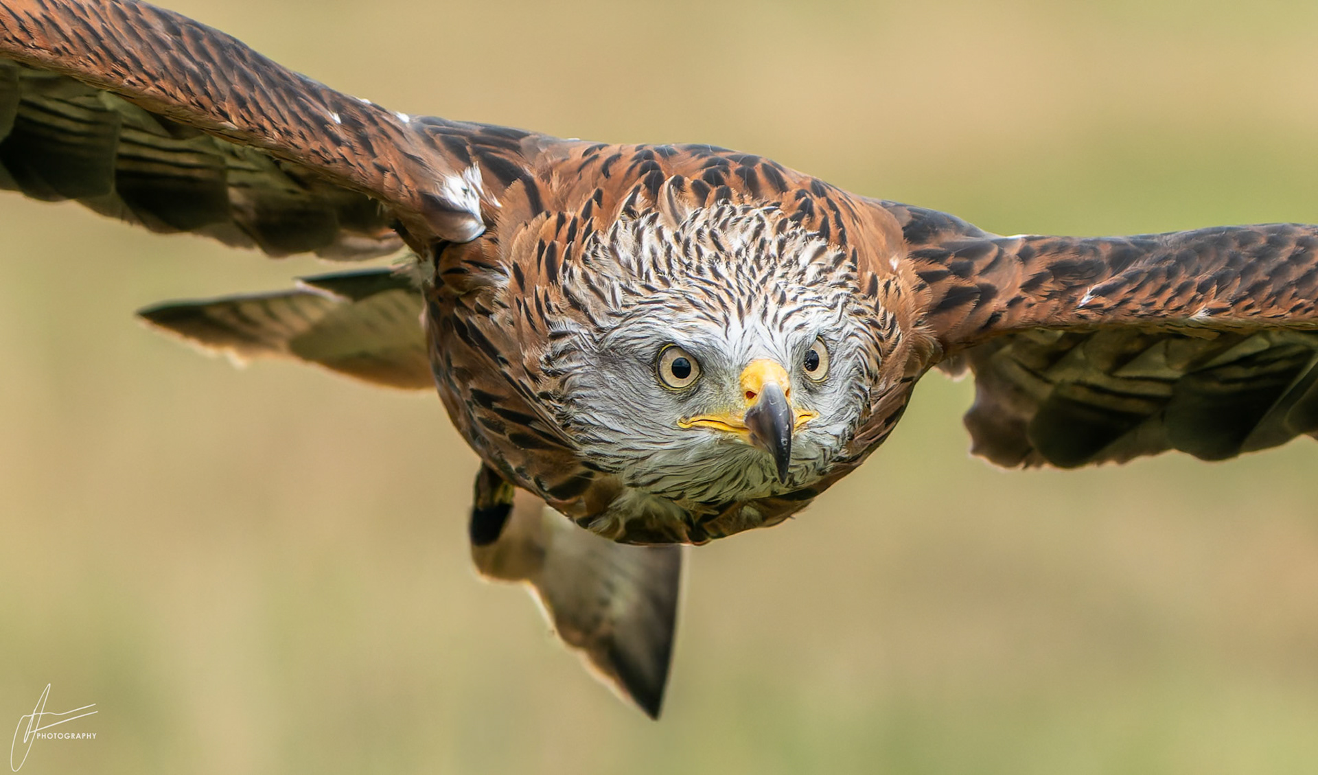 Red Kite