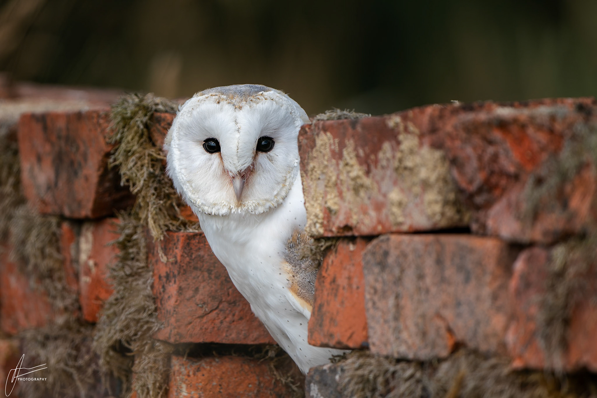 Barn Owl