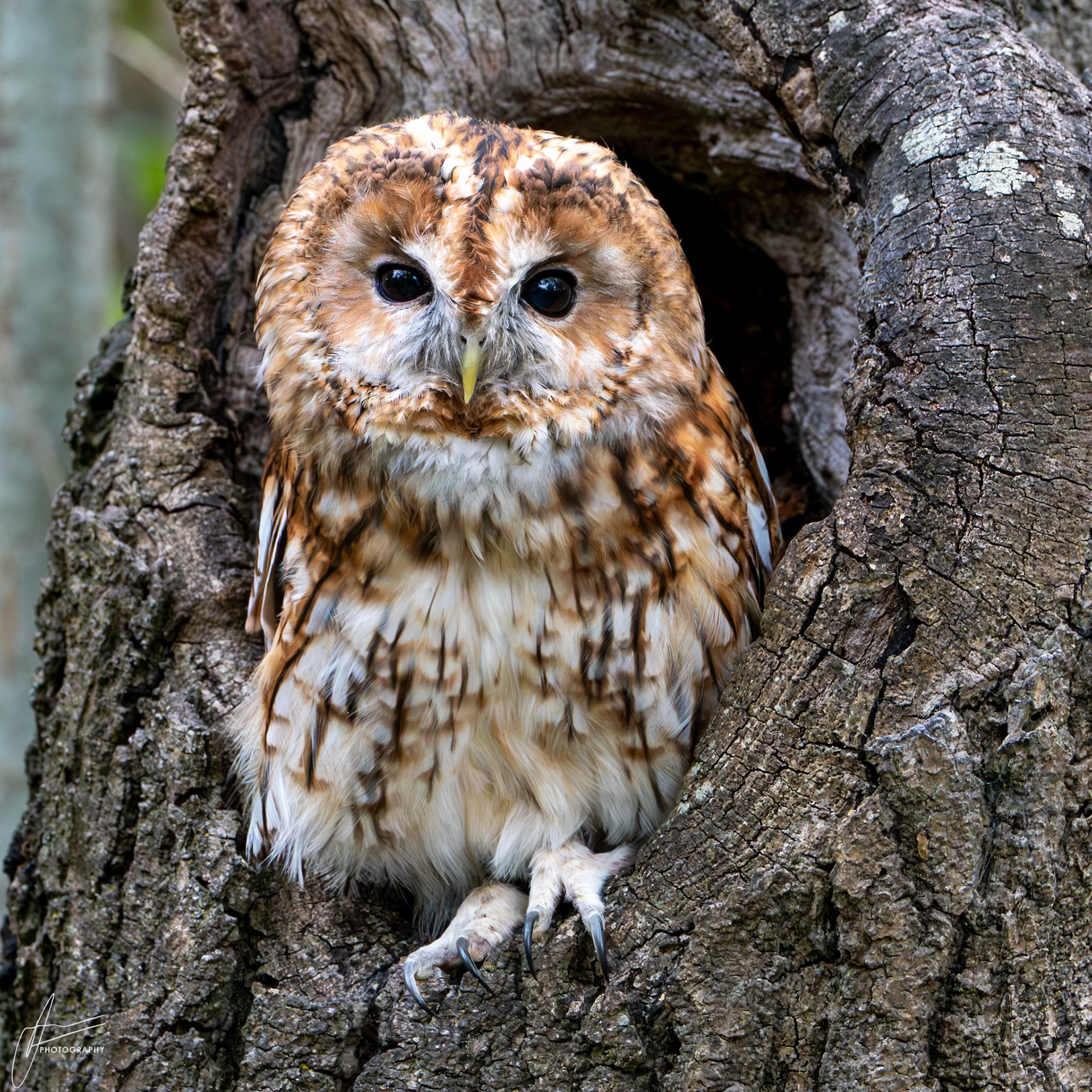 Tawny Owl