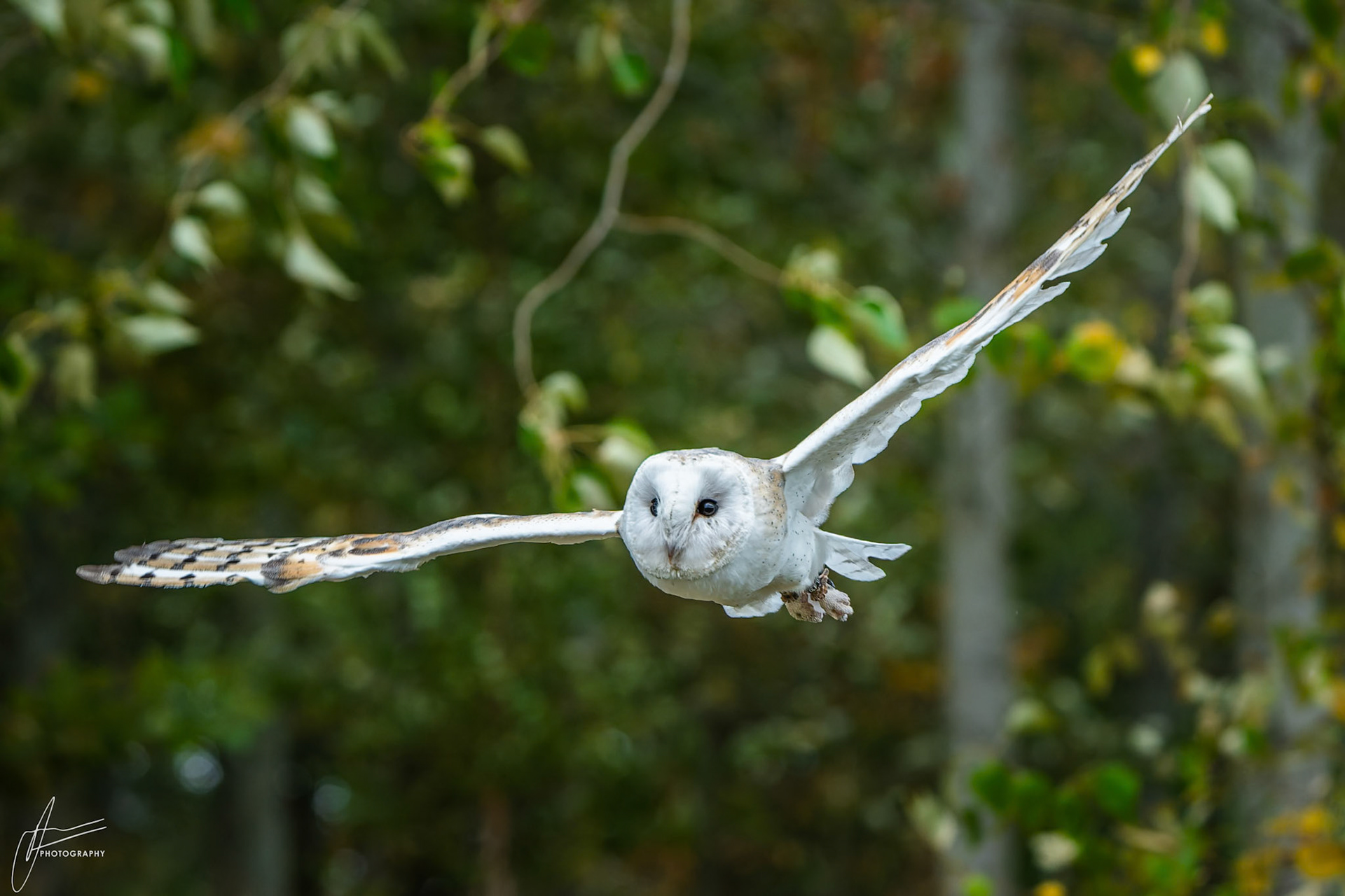 Barn Owl