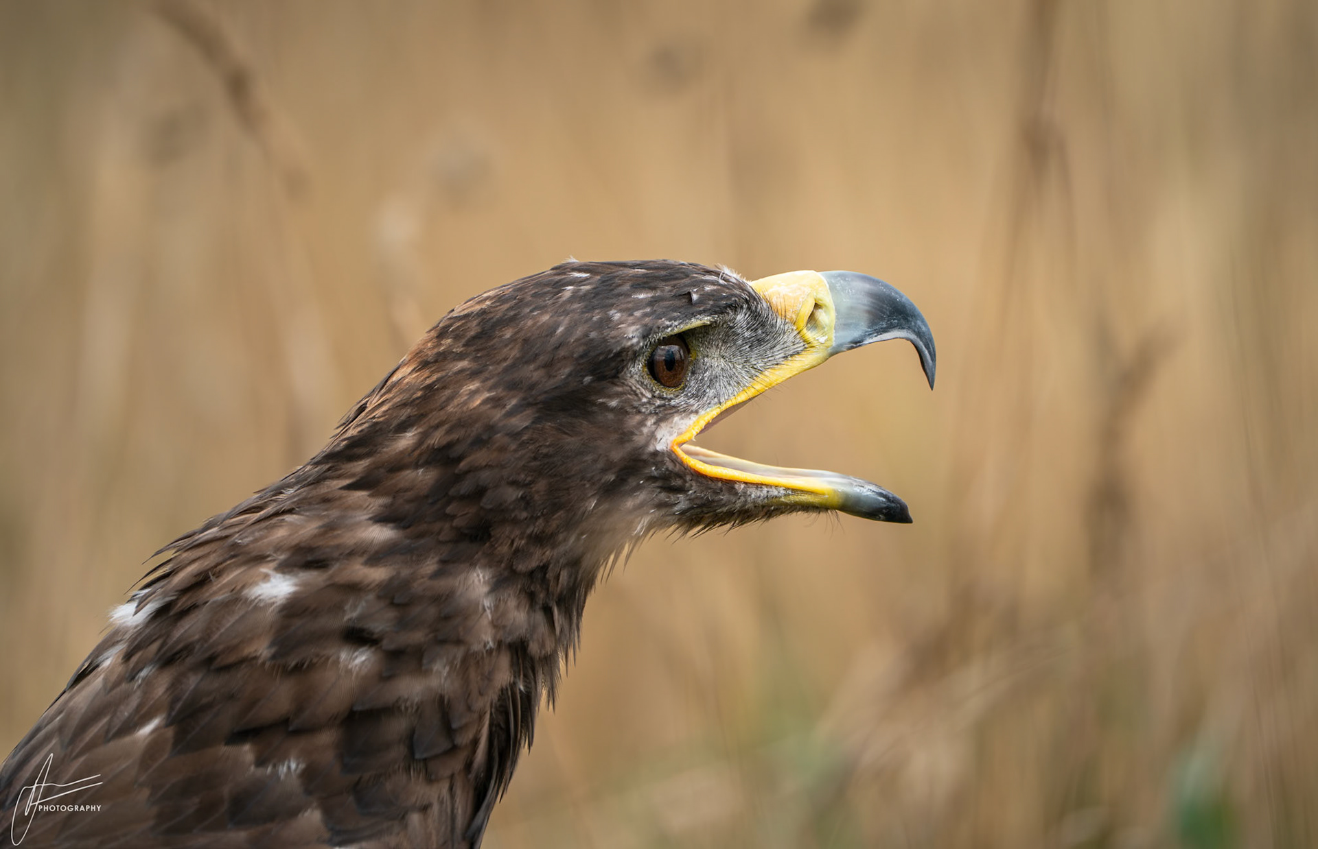 Steppe Eagle